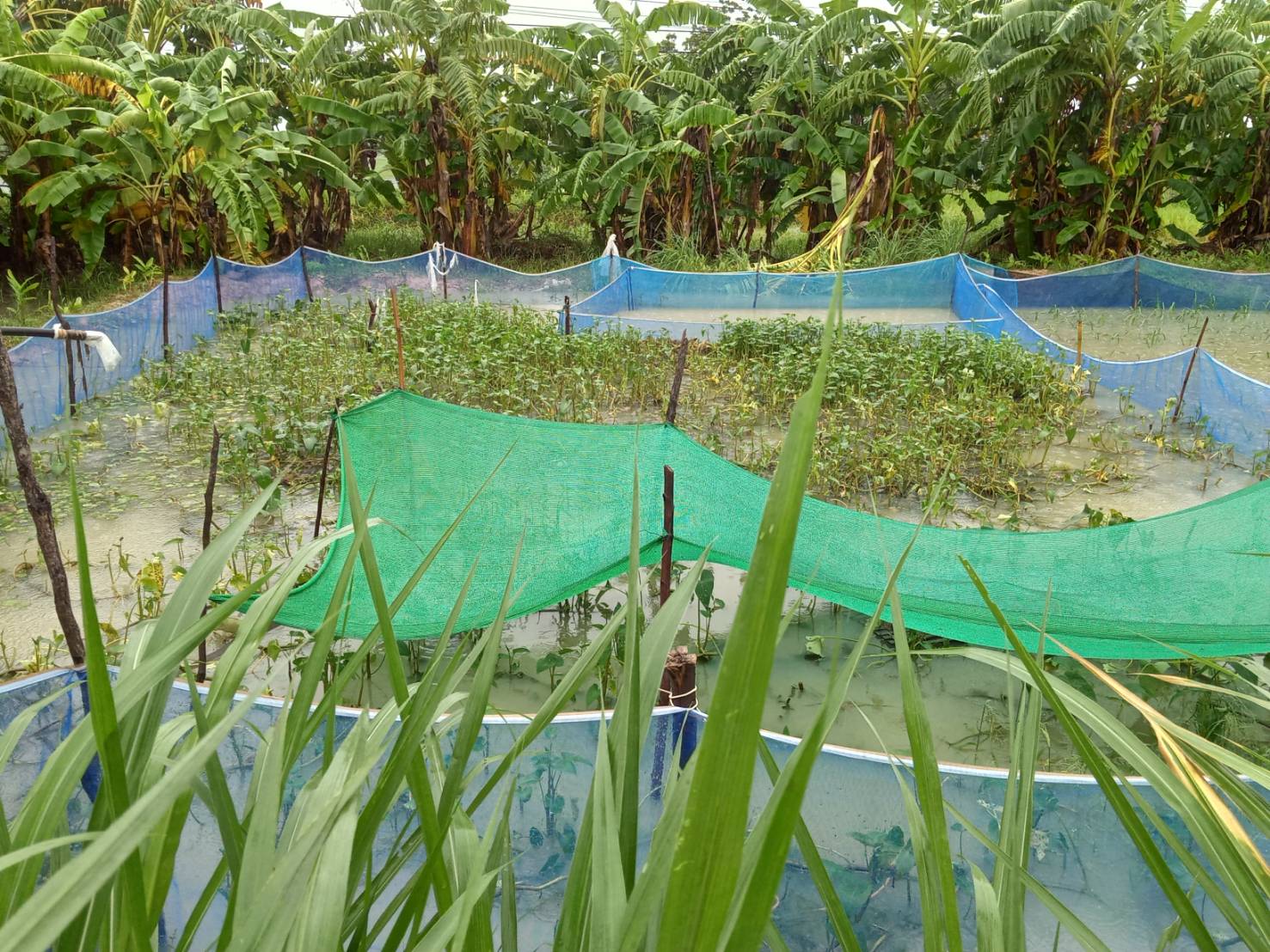 สำนักงานประมงจังหวัดศรีสะเกษลงพื้นที่สำรวจความเสียหายอุทกภัยด้านการประมง..คลิก