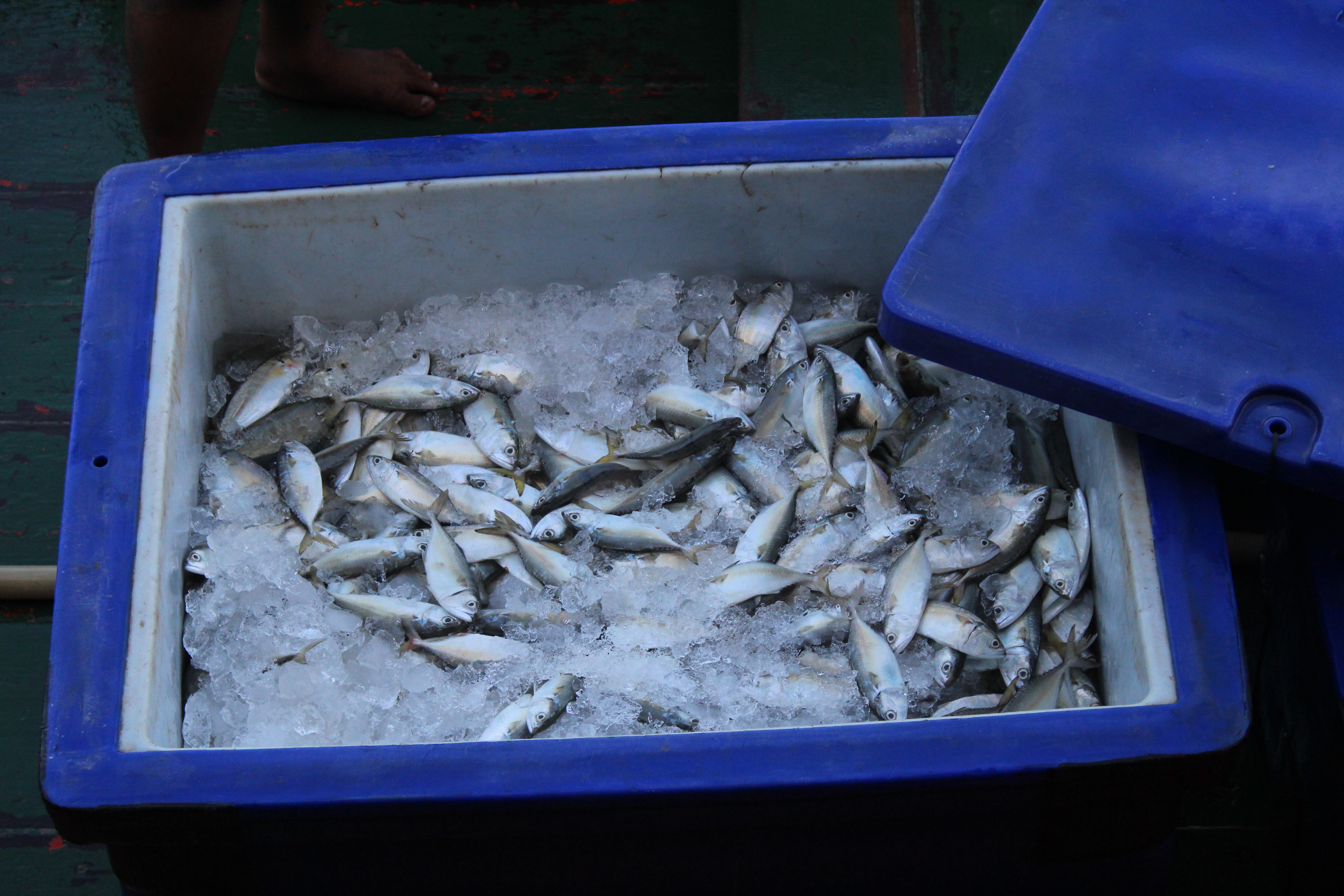 ตรวจสอบเรือและสินค้านำเข้าจากประเทศ MYANMAR..คลิก