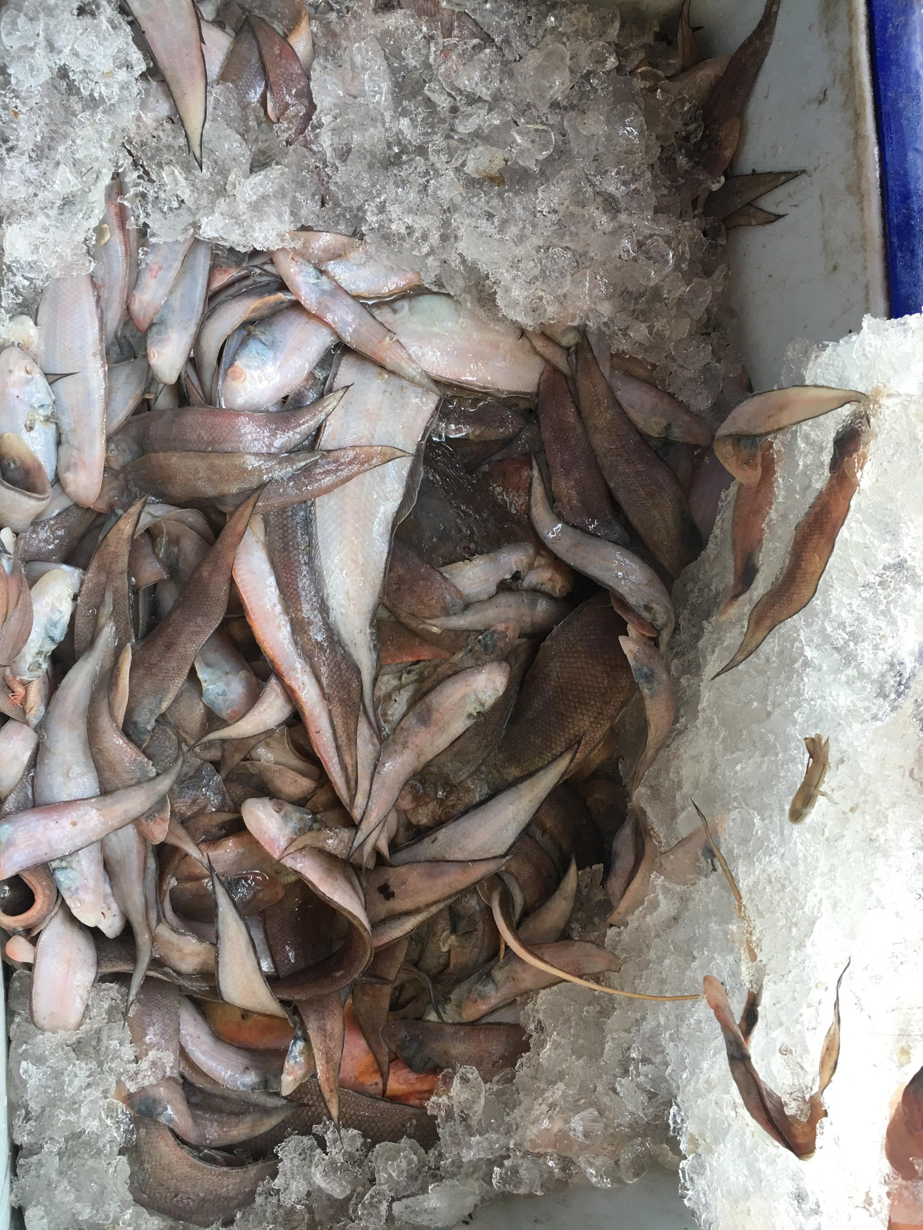 ควบคุมขนถ่ายสัตว์น้ำขึ้นท่าจากประเทศMYANMAR..คลิก