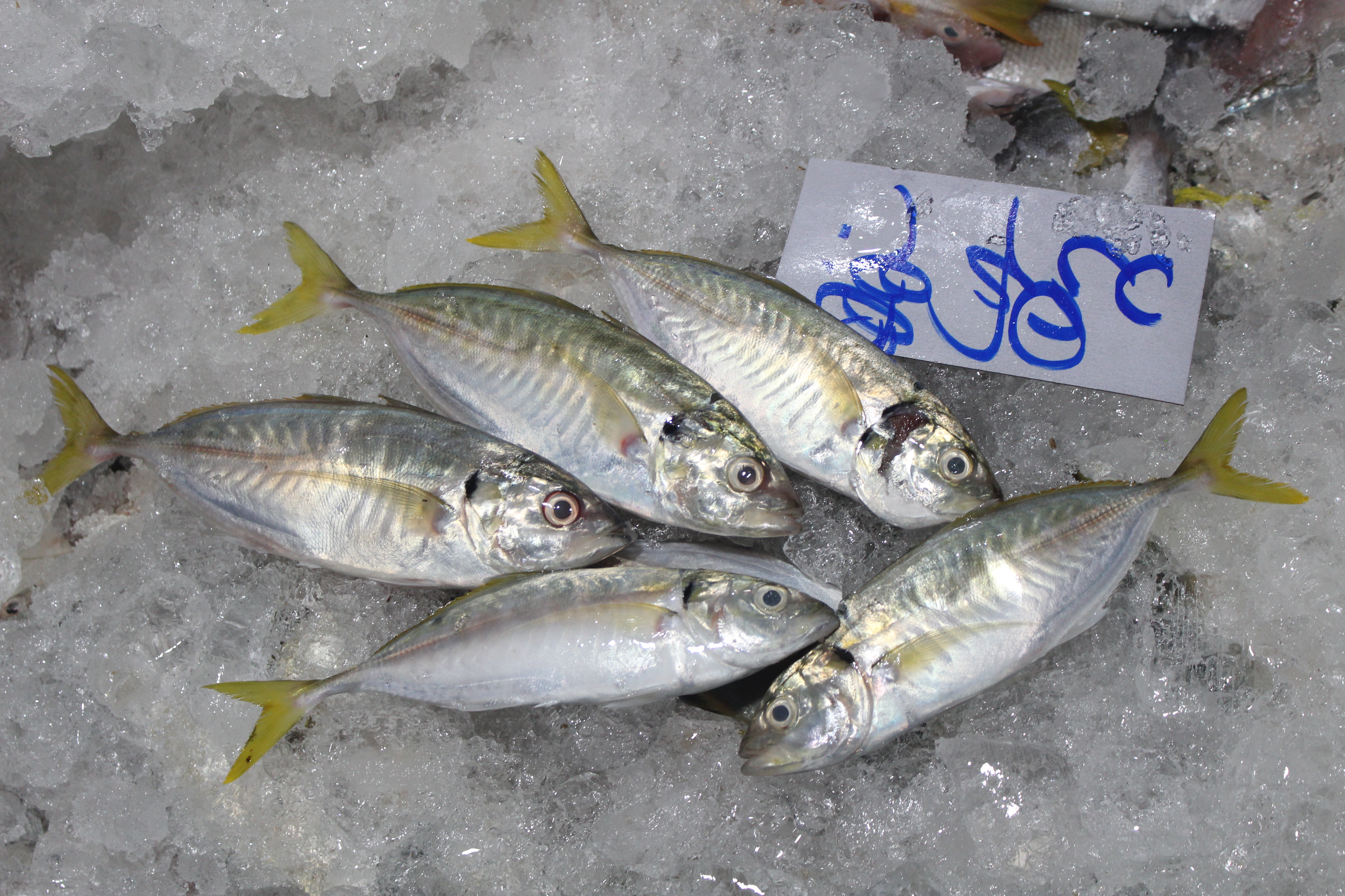 ตรวจสอบเรือและสินค้านำเข้าจากประเทศ MYANMAR..คลิก