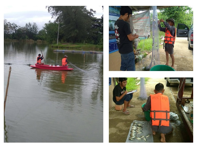 ดำเนินการติดตามการเจริญเติบโตของสัตว์น้ำที่ปล่อยในแหล่งน้ำชุมชนเป้าหมาย โครงการธนาคารสินค้าเกษตร..คลิก