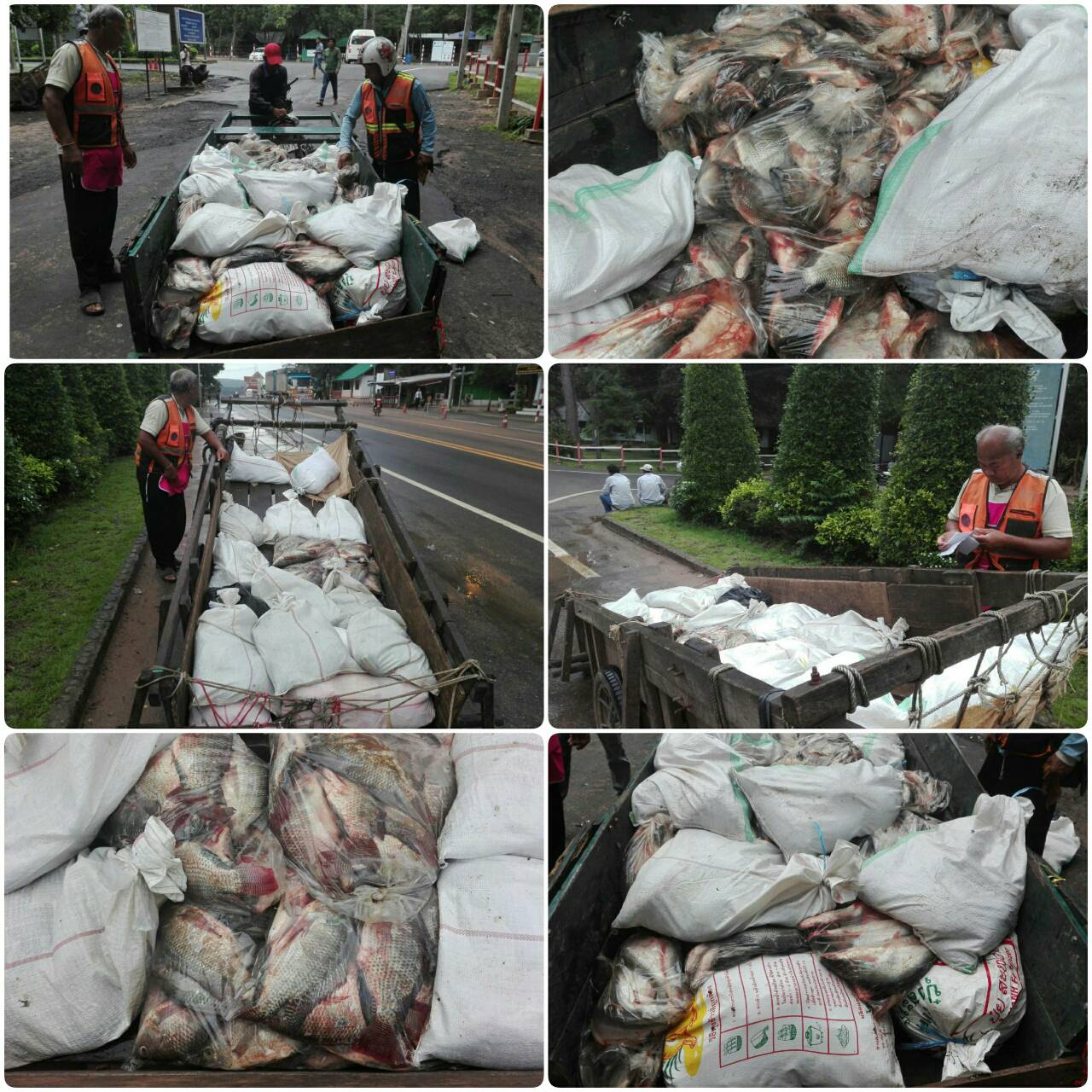 ผลการปฏิบัติงานด่านตรวจสัตว์น้ำจังหวัดสุรินทร์ วันที่ ๑๓ กันยายน พ.ศ.๒๕๖๒..คลิก