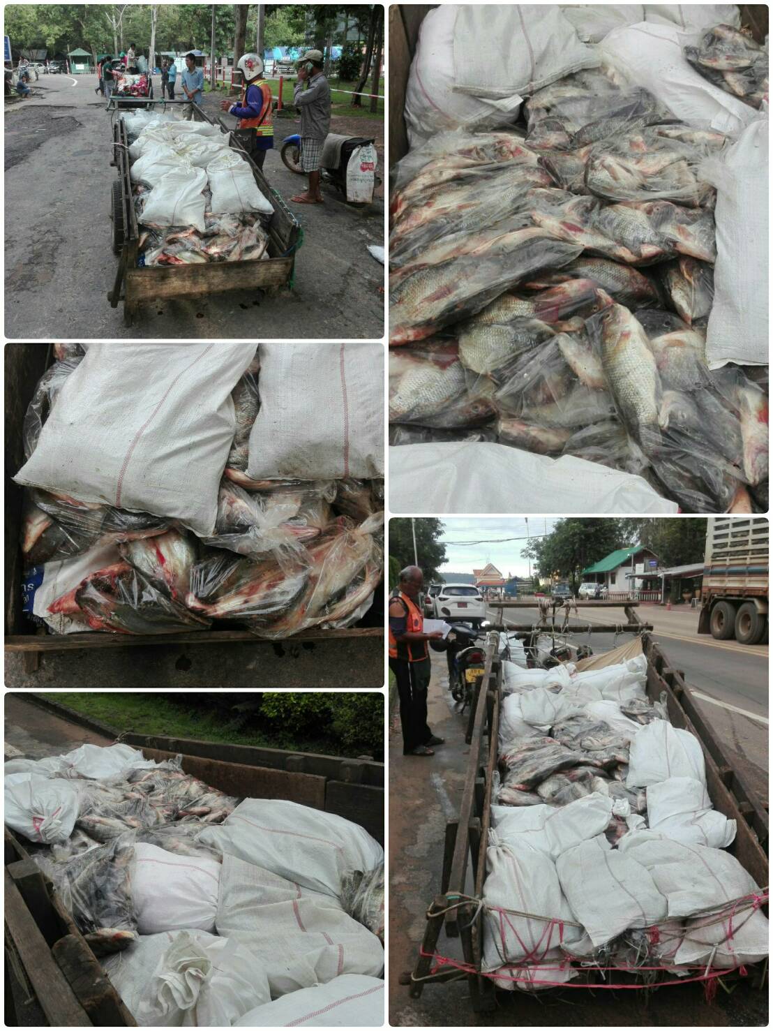 ผลการปฏิบัติงานด่านตรวจสัตว์น้ำจังหวัดสุรินทร์ วันที่ ๑๖ กันยายน พ.ศ.๒๕๖๒..คลิก