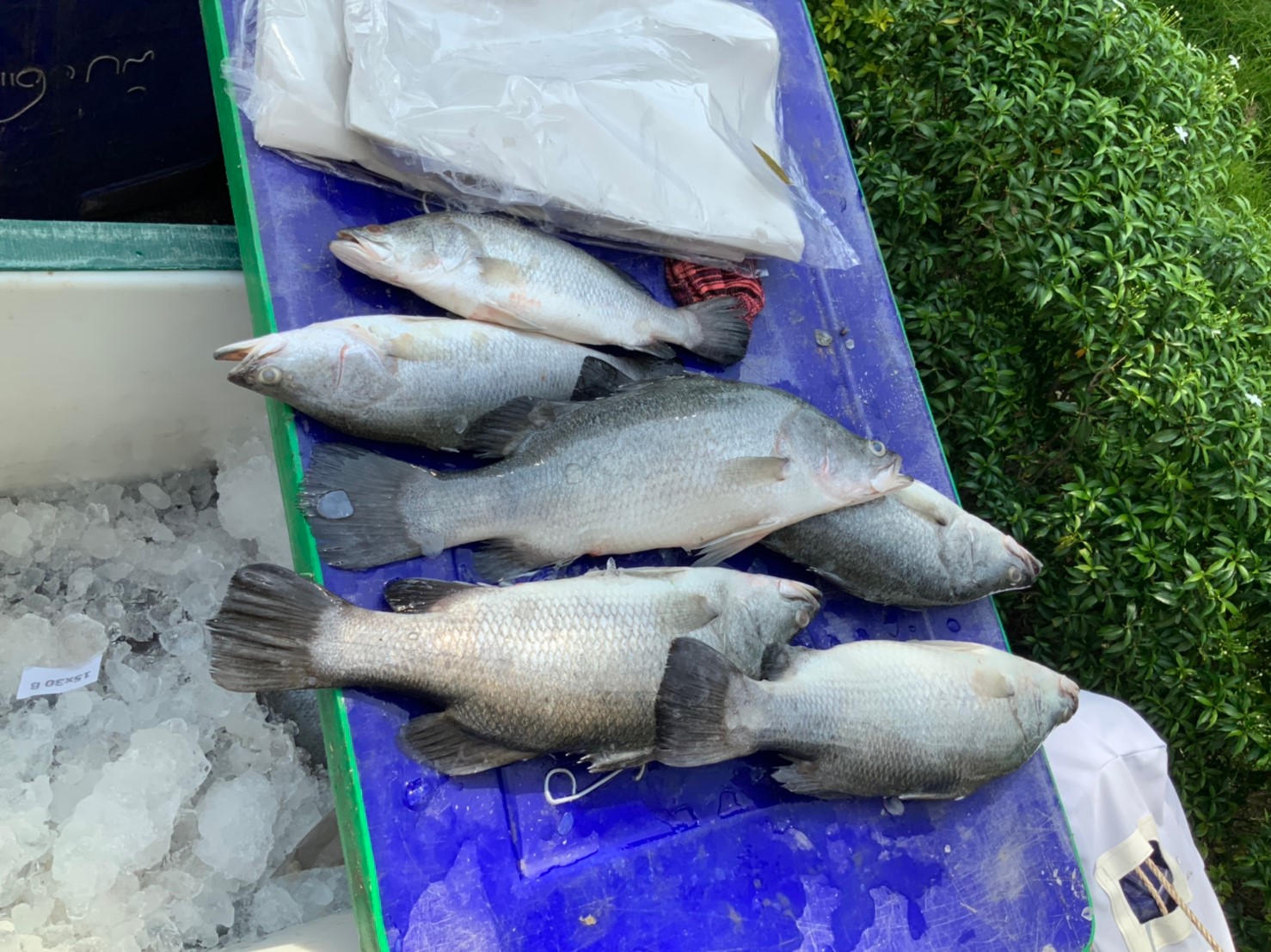 กรมประมง...เปิดบ้านจัดงาน“ชาตินิยมกะพงไทย” (Seabass Fair)..คลิก
