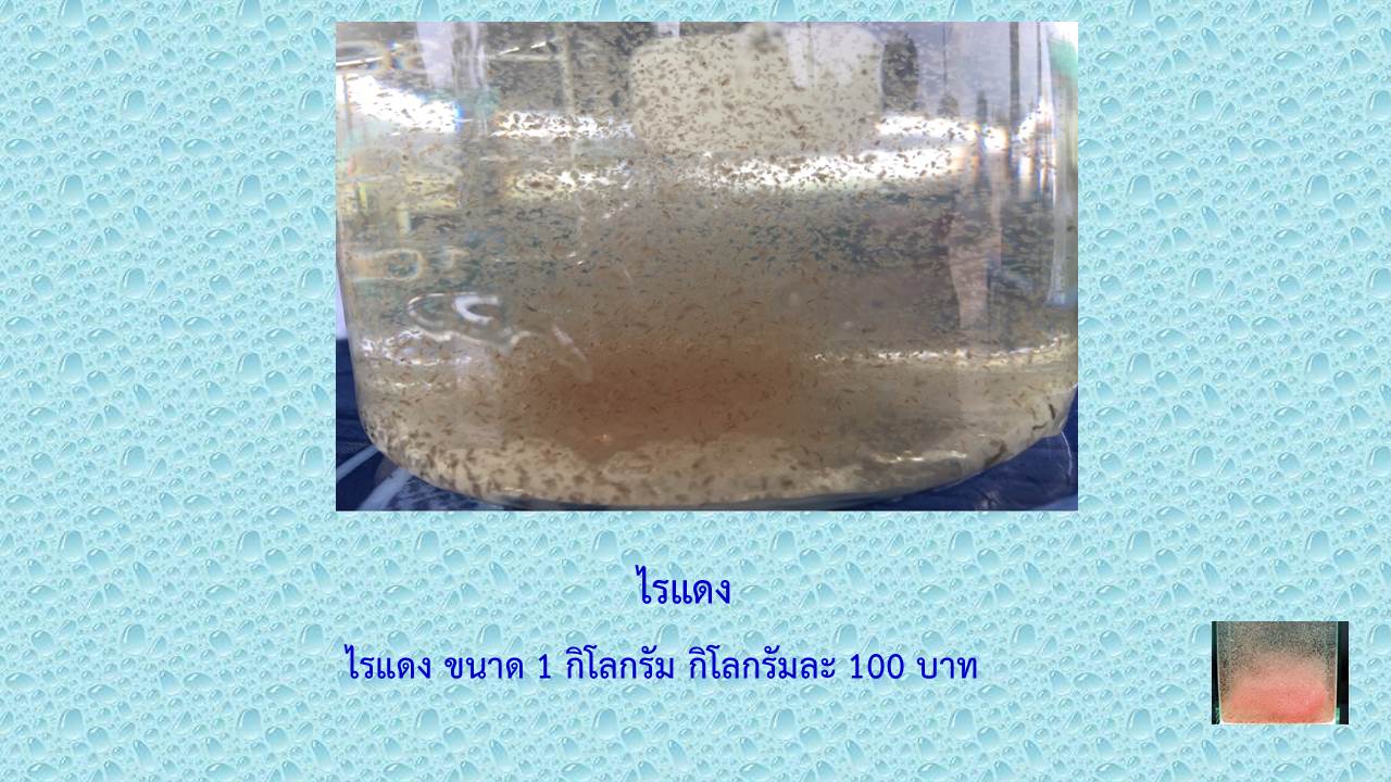 ราคาพันธุ์สัตว์น้ำศูนย์วิจัยและพัฒนาการเพาะเลี้ยงสัตว์น้ำจืดเชียงราย..คลิก