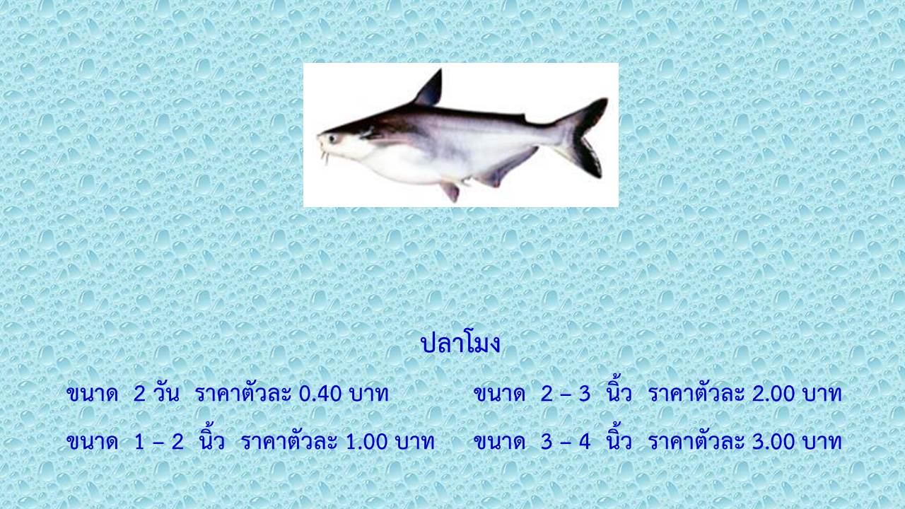 ราคาพันธุ์สัตว์น้ำศูนย์วิจัยและพัฒนาการเพาะเลี้ยงสัตว์น้ำจืดเชียงราย