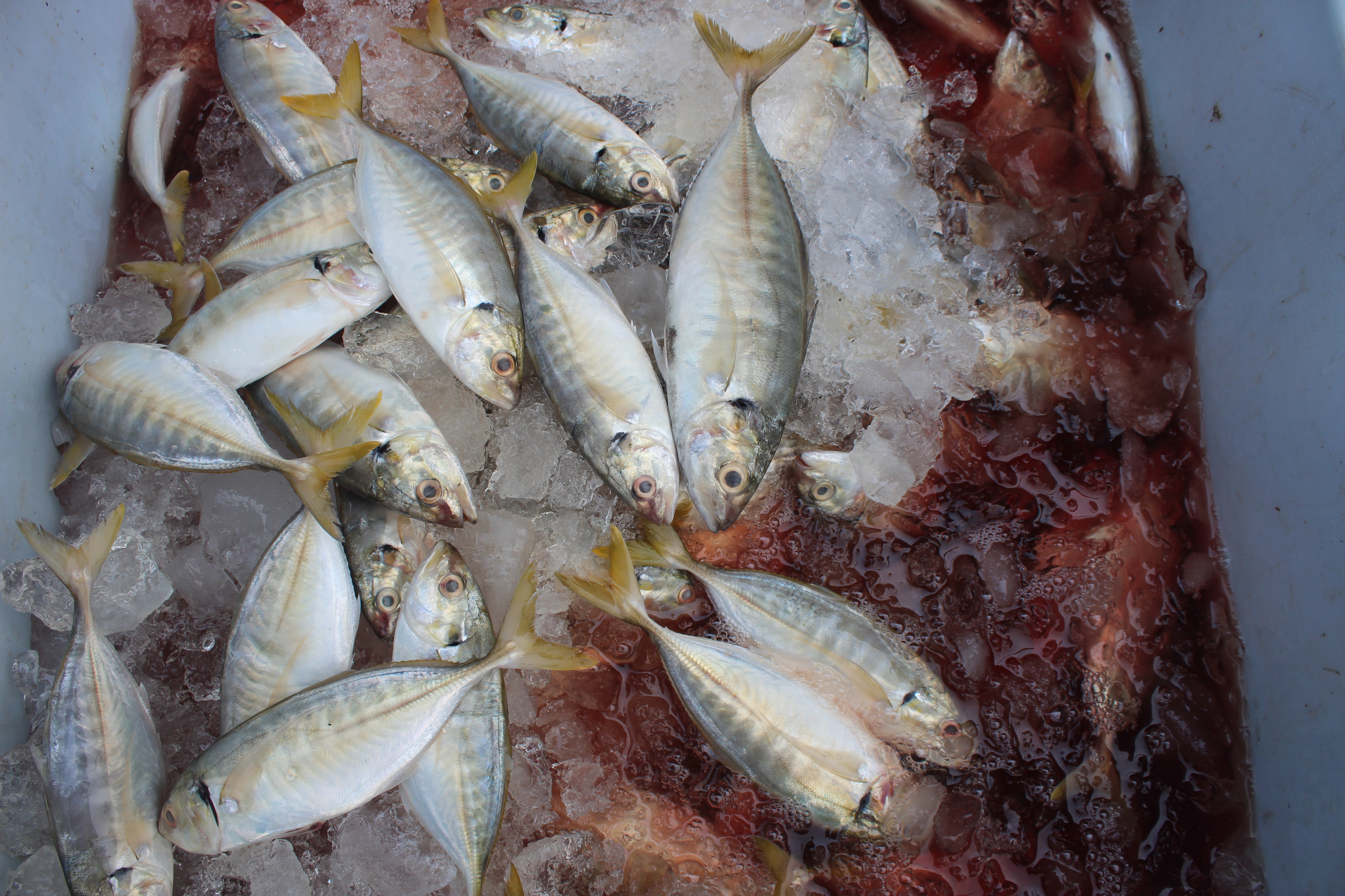ตรวจสอบเรือและสินค้านำเข้าจากประเทศ MYANMAR..คลิก