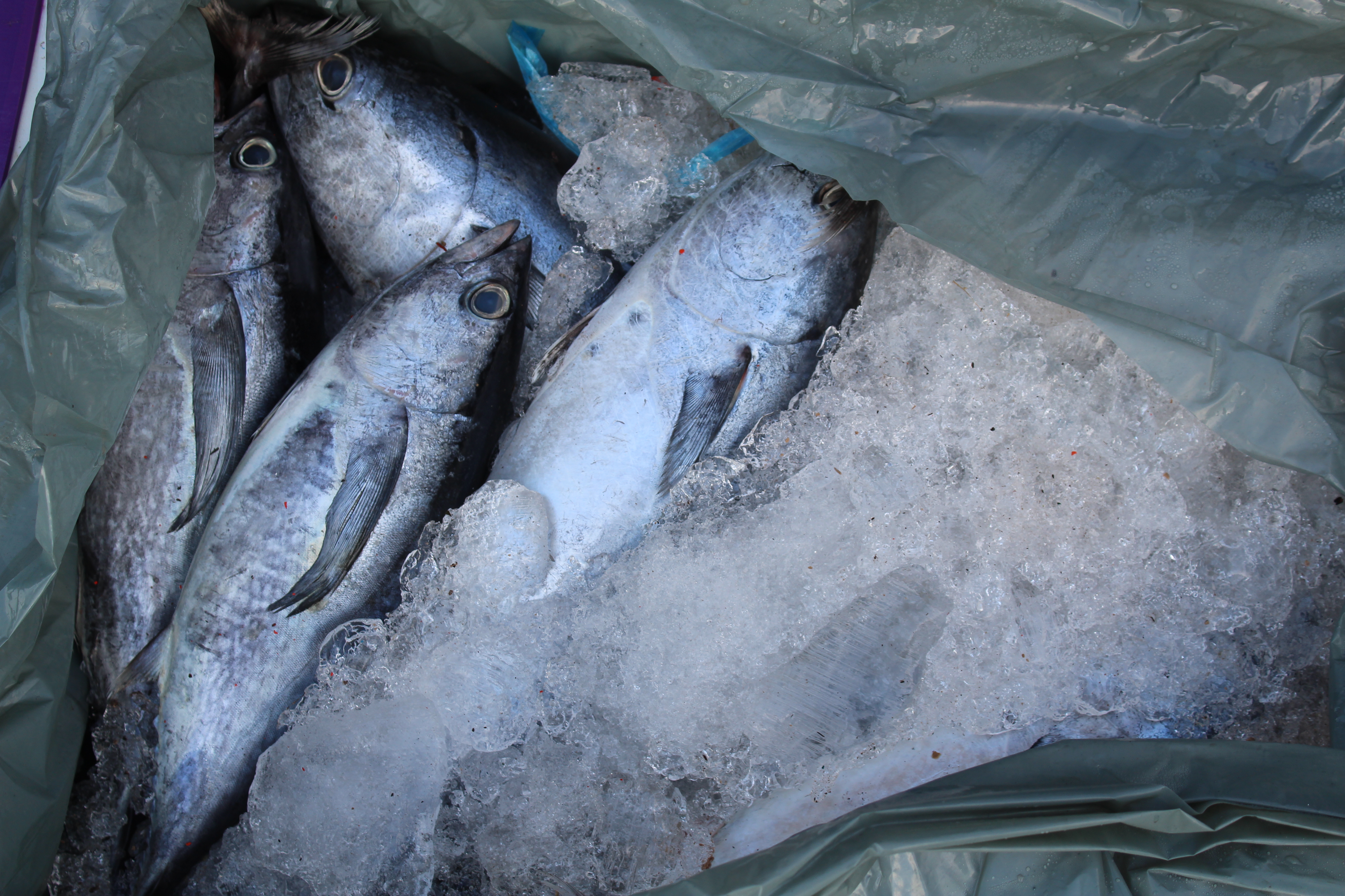 ตรวจสอบเรือและสินค้านำเข้าจากประเทศ MYANMAR..คลิก