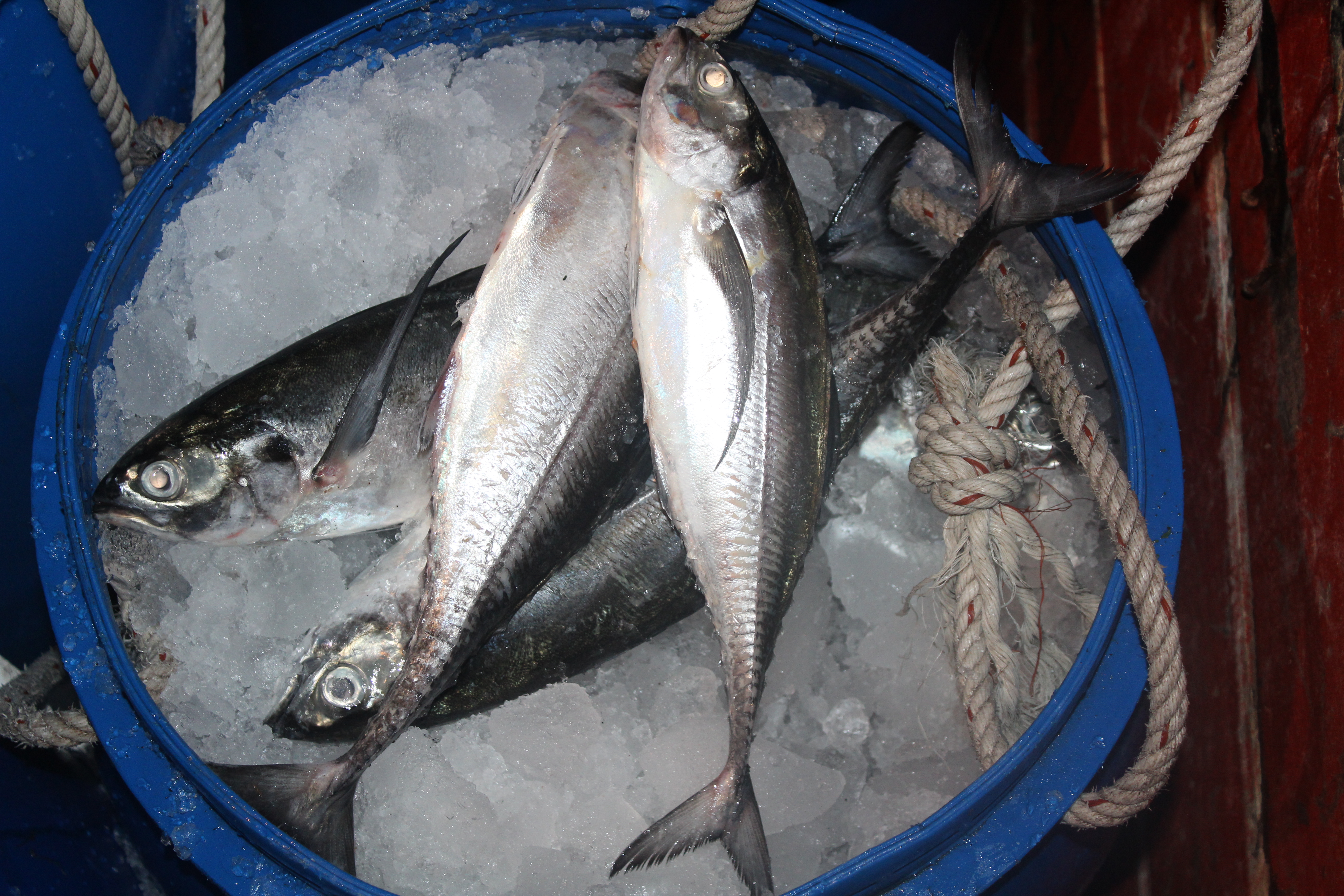 ตรวจสอบเรือและสินค้านำเข้าจากประเทศ MYANMAR..คลิก