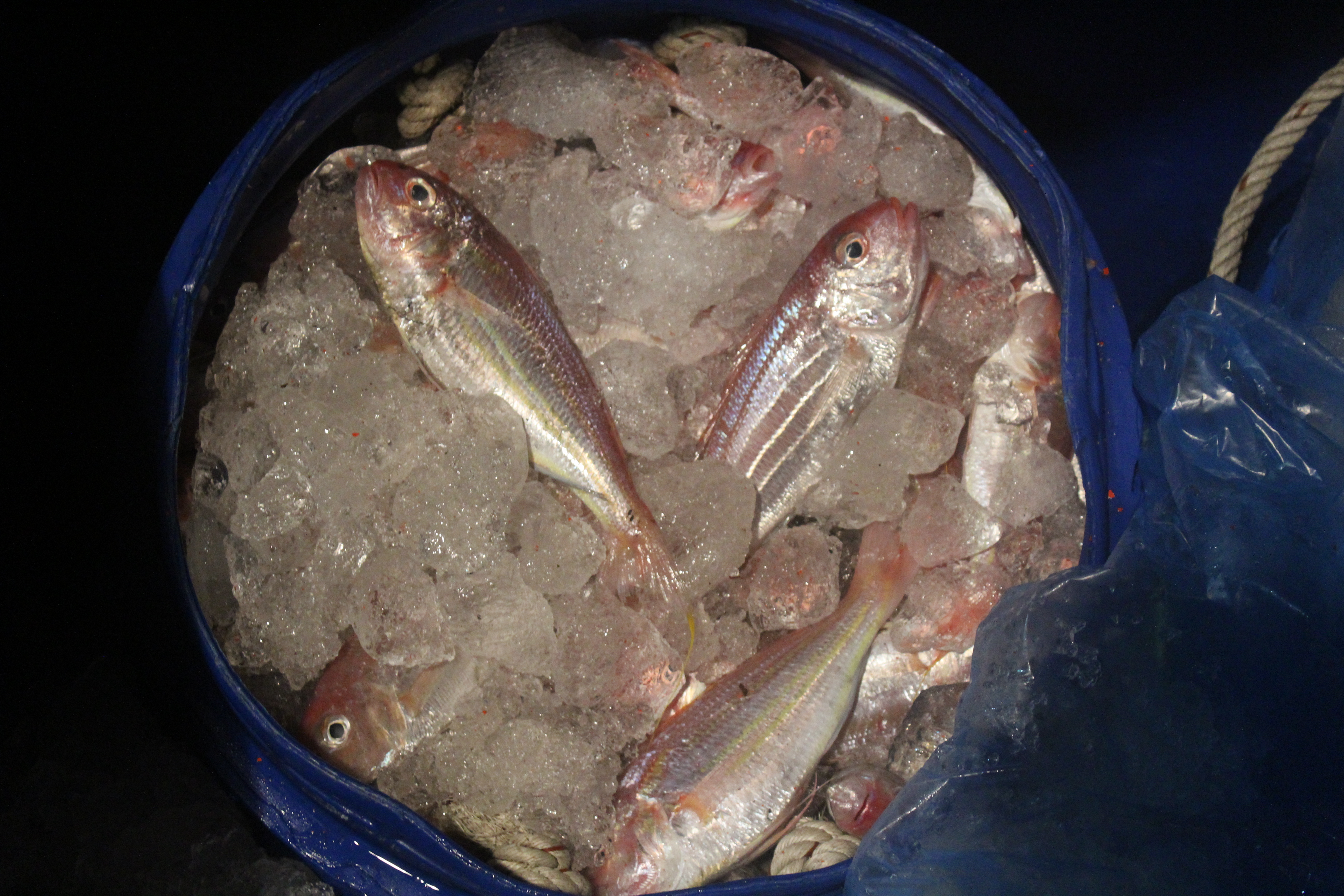 ตรวจสอบเรือและสินค้านำเข้าจากประเทศ MYANMAR..คลิก