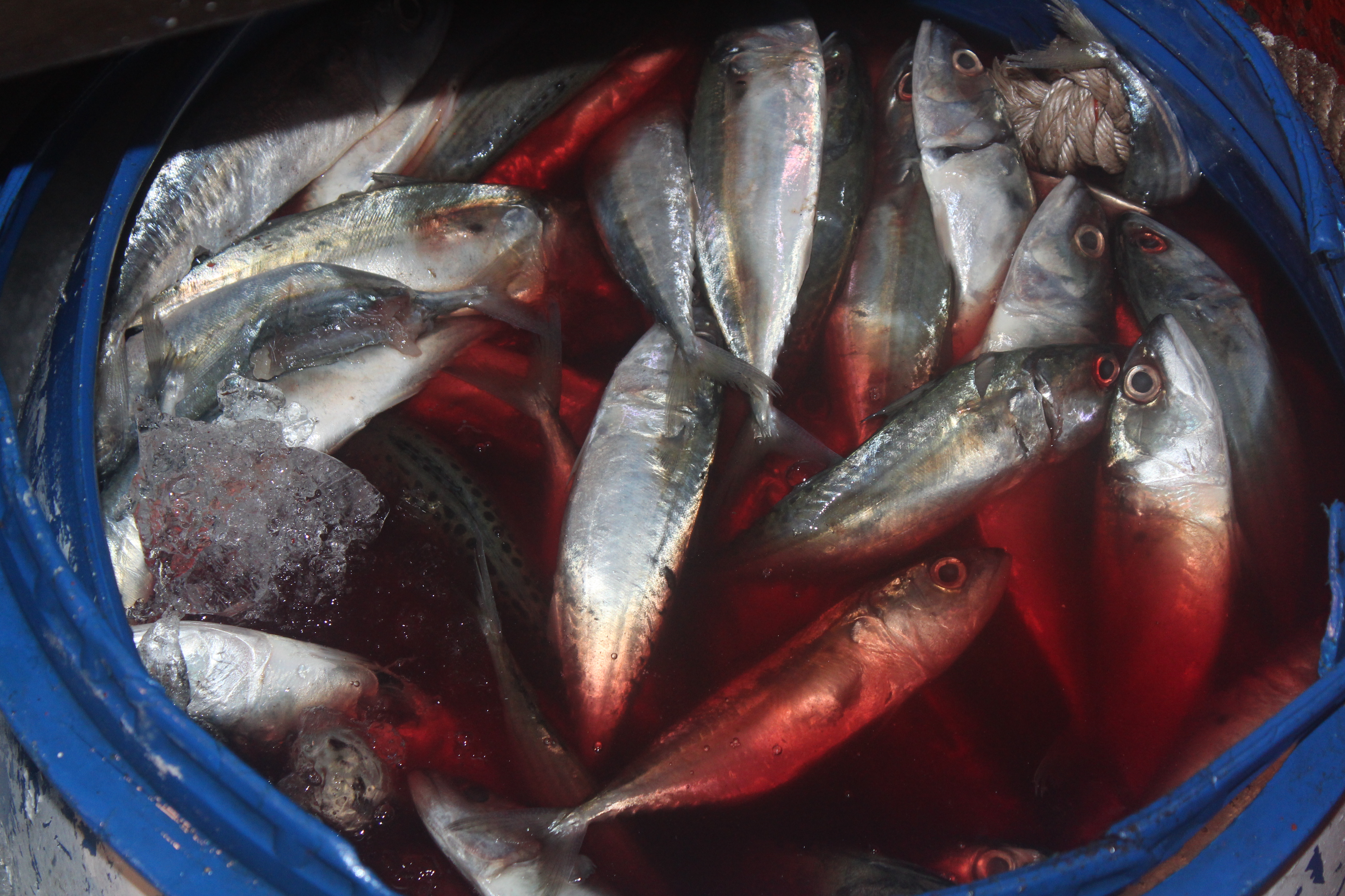 ตรวจสอบเรือและสินค้านำเข้าจากประเทศ MYANMAR..คลิก