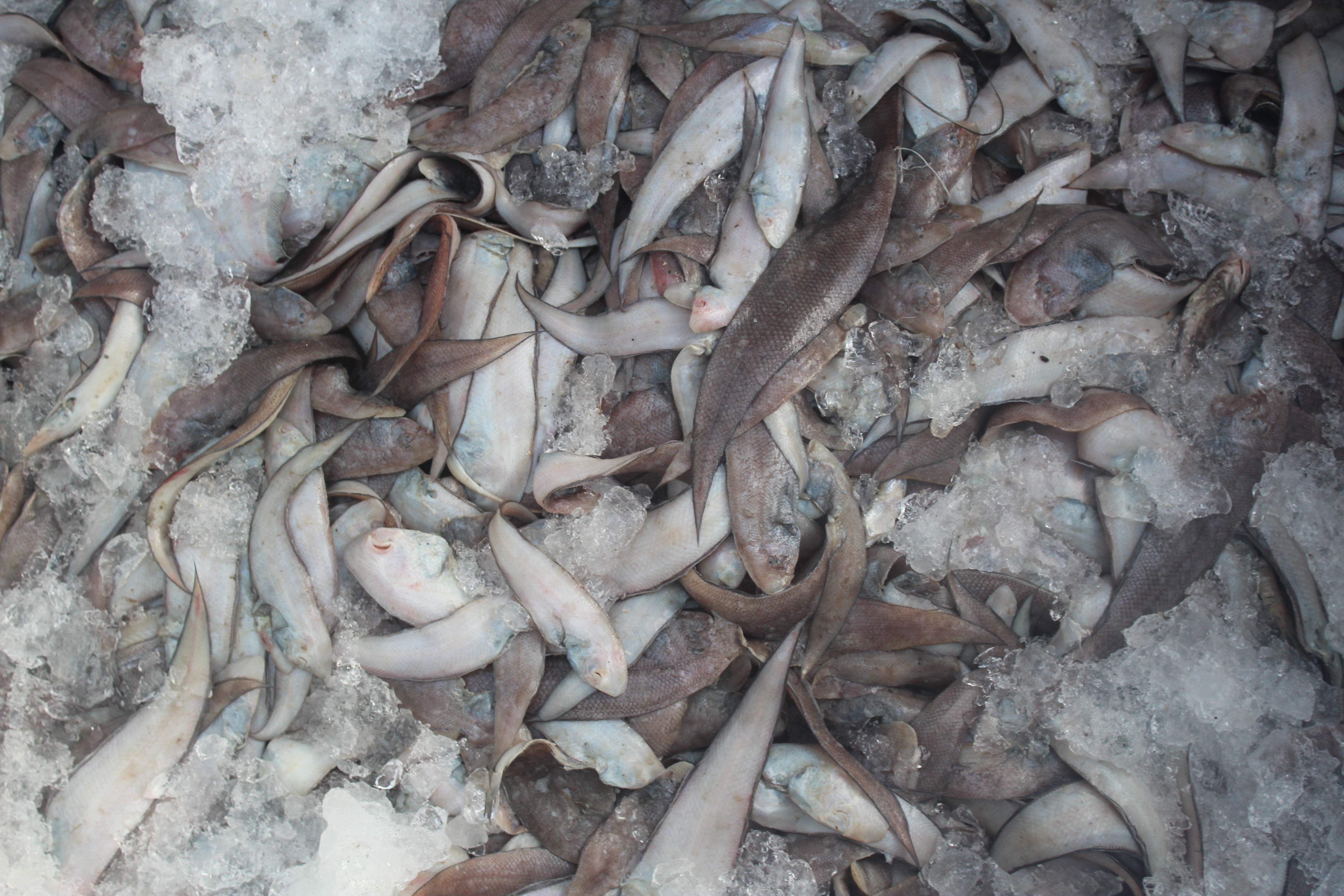 ตรวจสอบเรือและสินค้านำเข้าจากประเทศ MYANMAR..คลิก