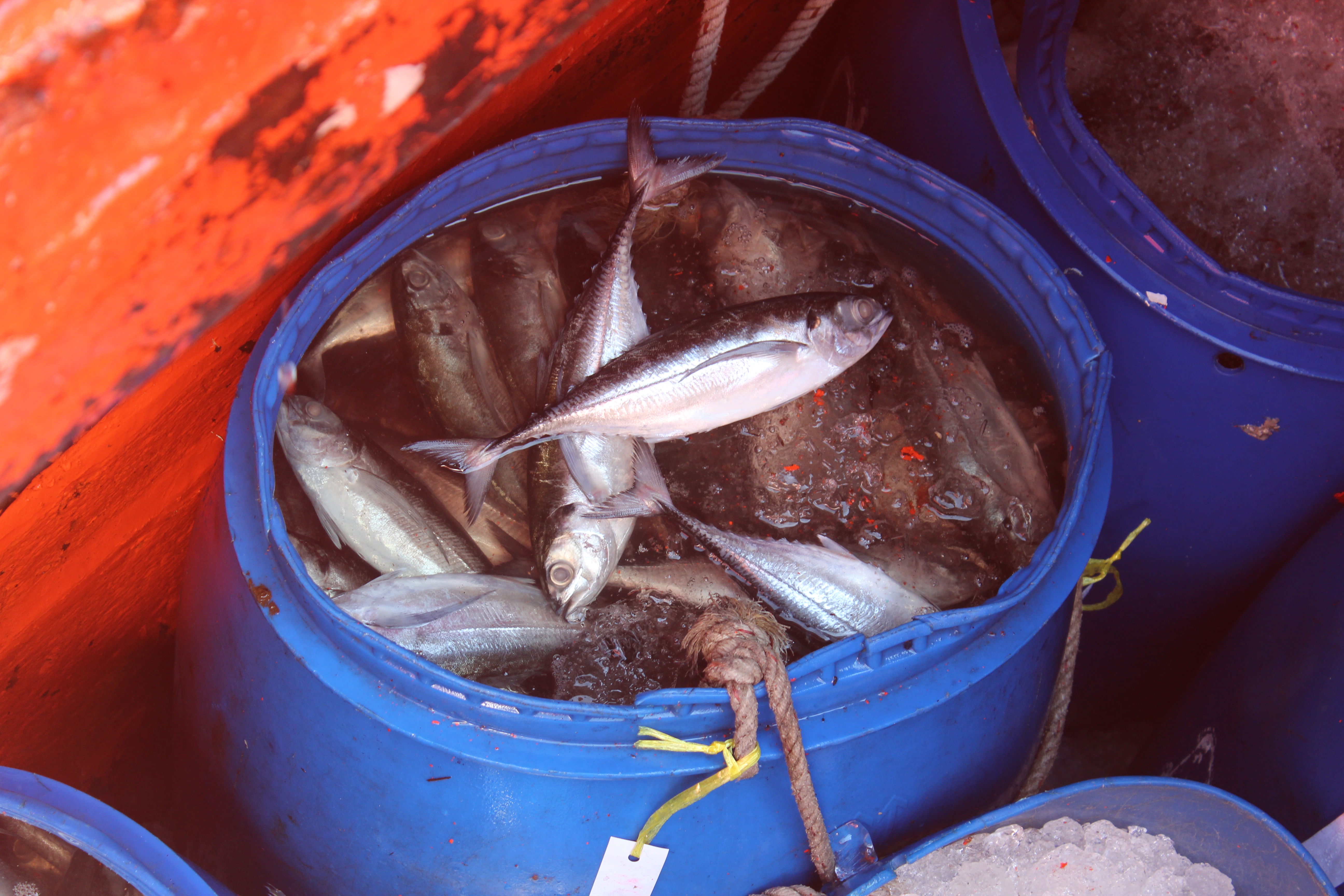 ตรวจสอบเรือและสินค้านำเข้าจากประเทศ MYANMAR..คลิก