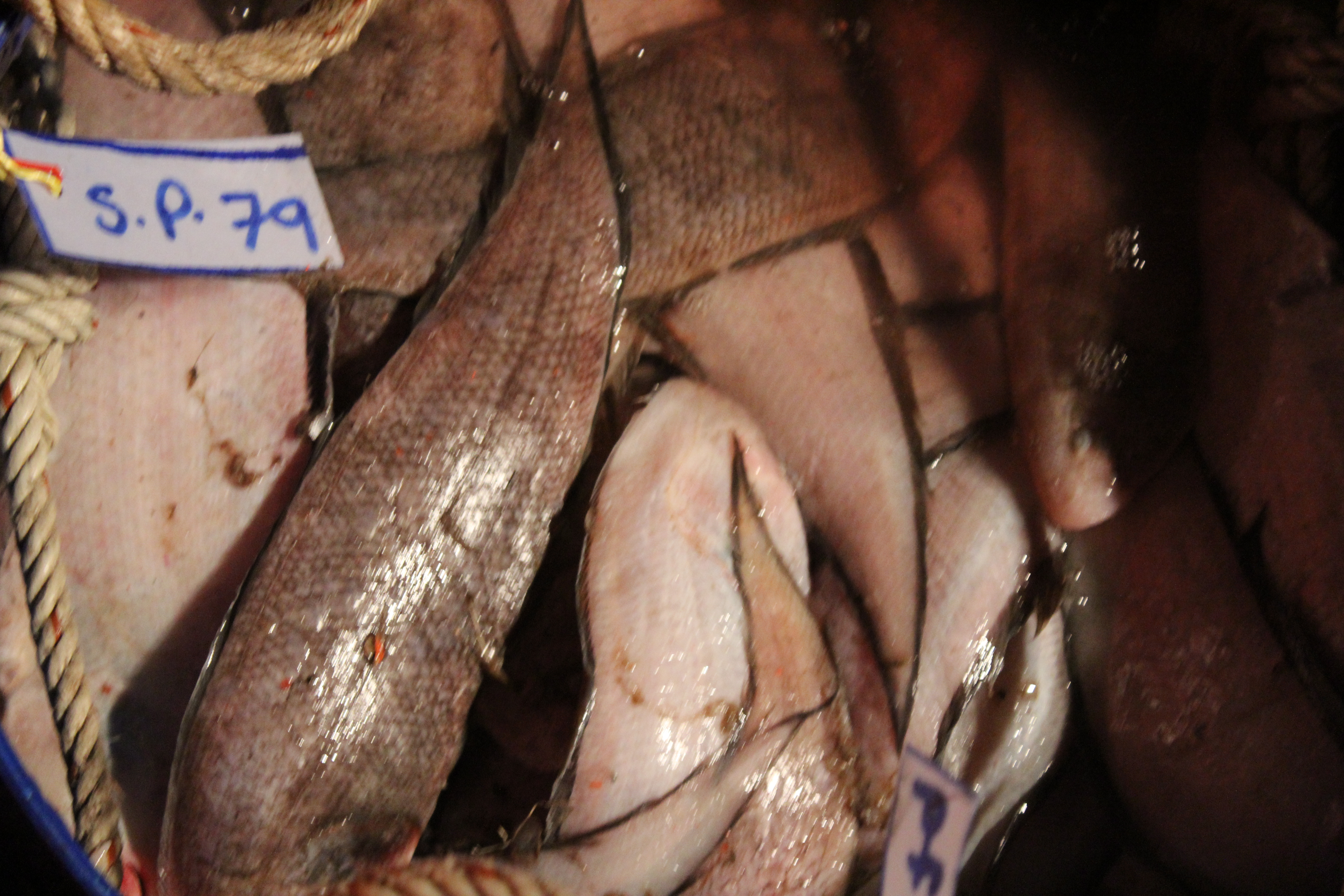 ตรวจสอบเรือและสินค้านำเข้าจากประเทศ MYANMAR..คลิก