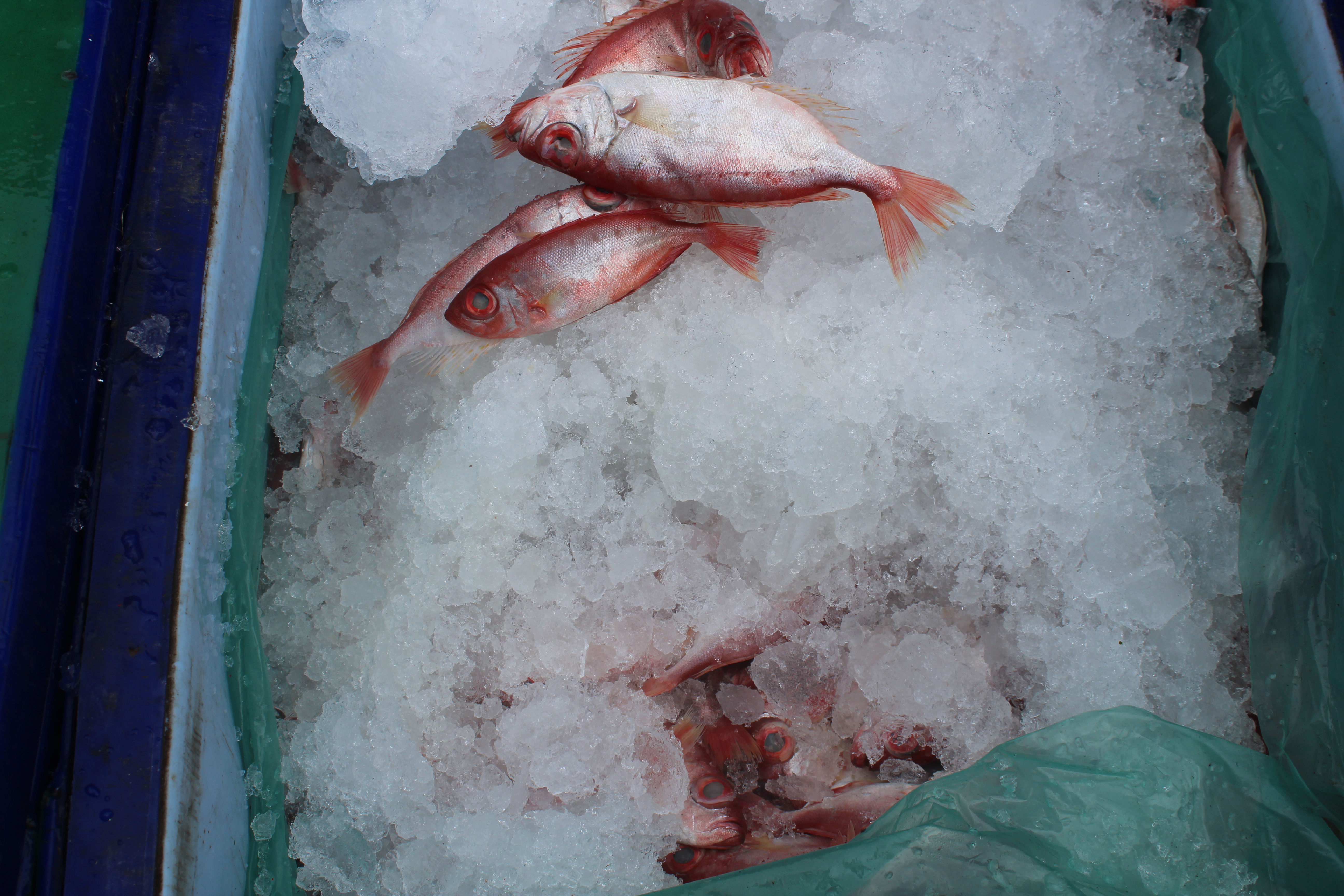 ตรวจสอบเรือและสินค้านำเข้าจากประเทศ MYANMAR..คลิก