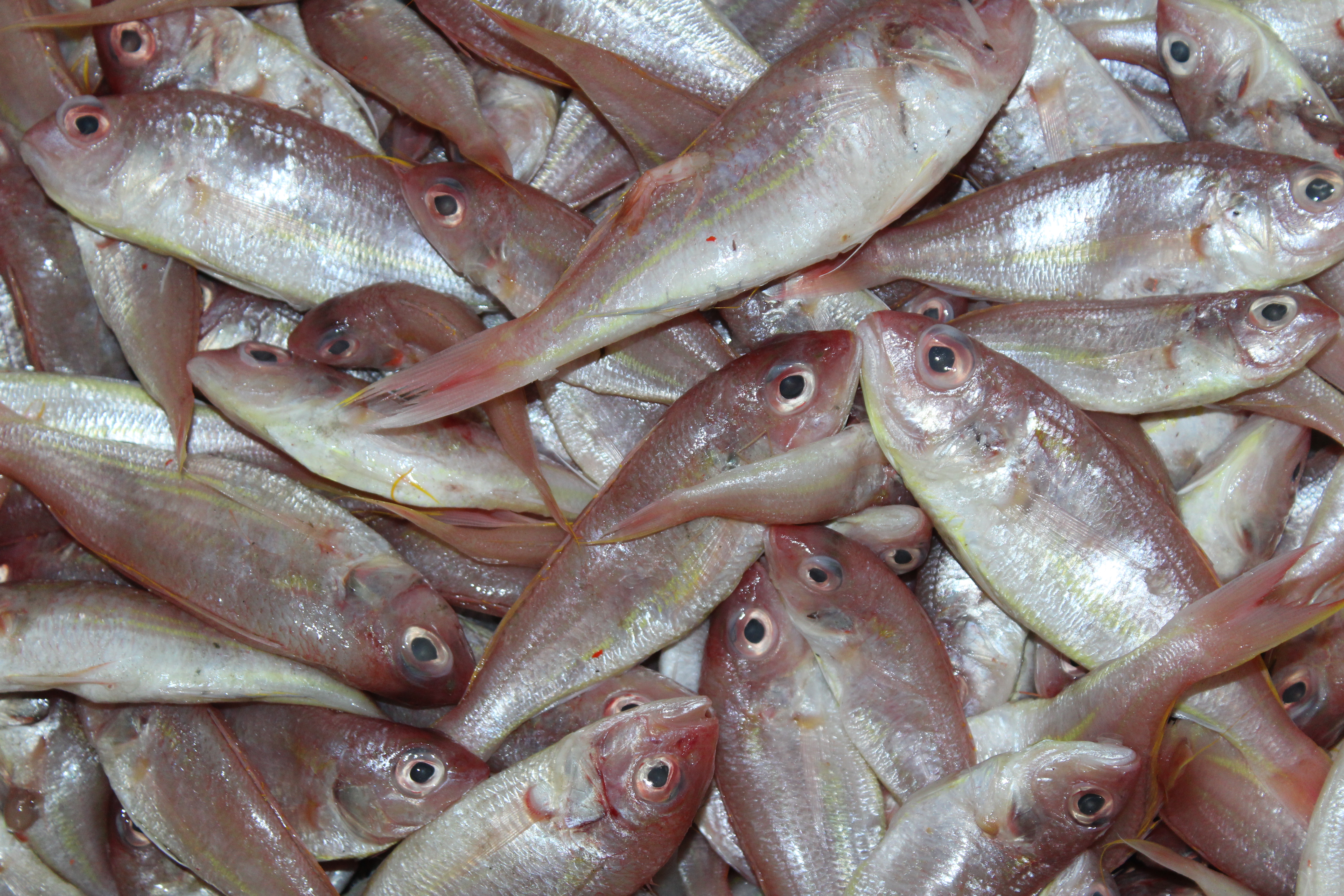 ตรวจสอบเรือและสินค้านำเข้าจากประเทศ MYANMAR..คลิก