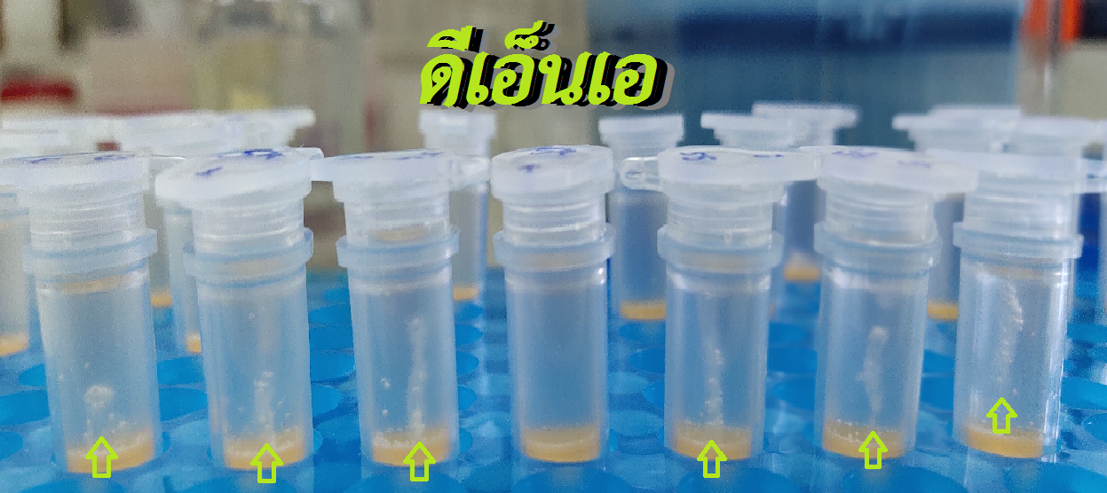 ดีเอ็นเอ