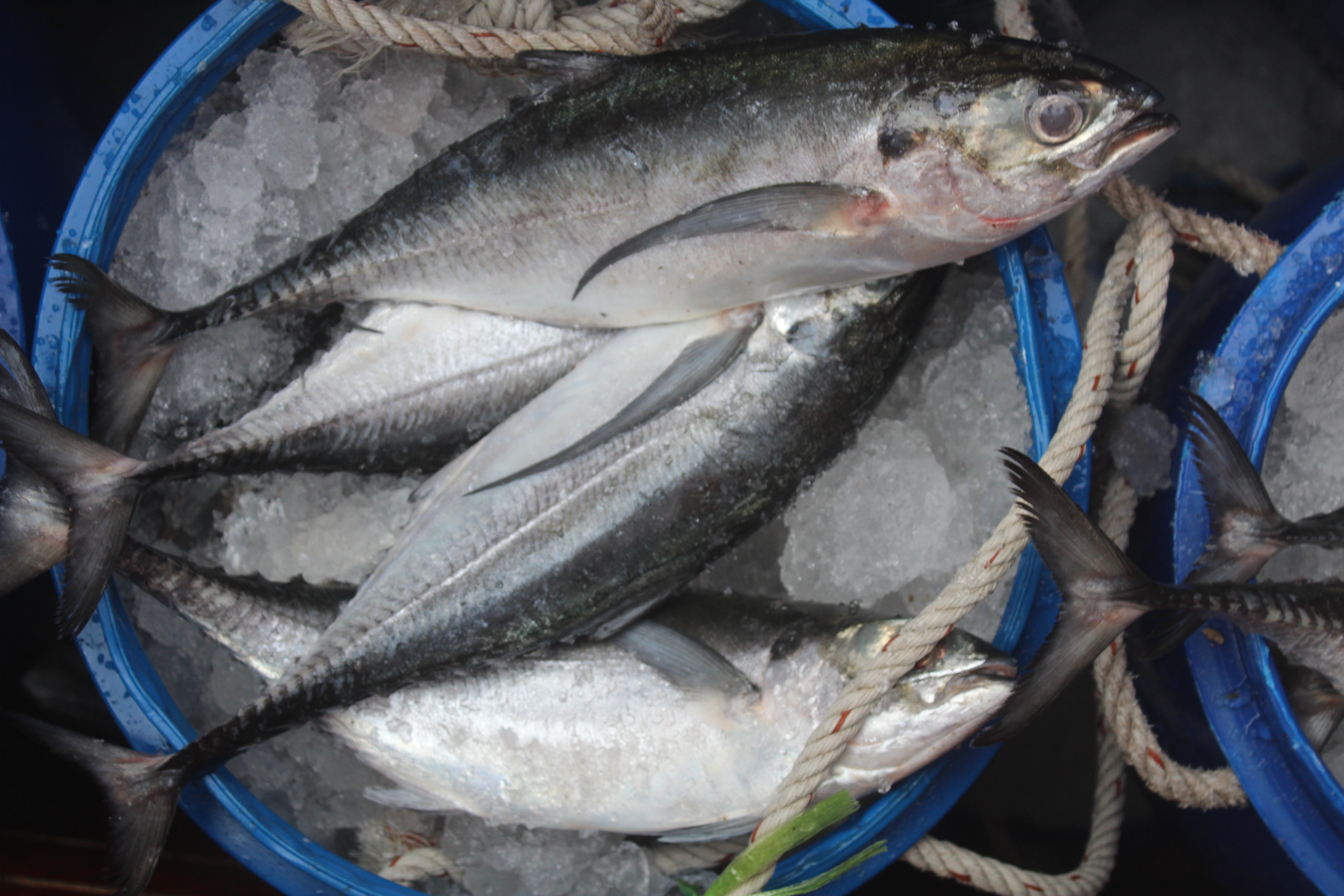ตรวจสอบเรือและสินค้านำเข้าจากประเทศ MYANMAR..คลิก