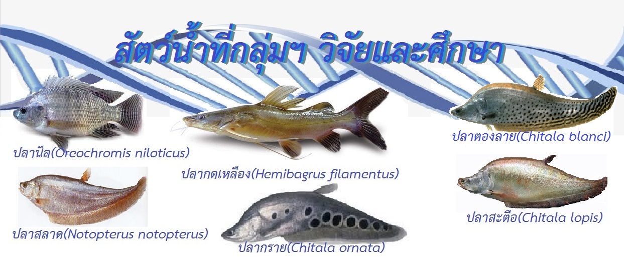 สัตว์น้ำที่กลุ่มฯ ศึกษาและวิจัย