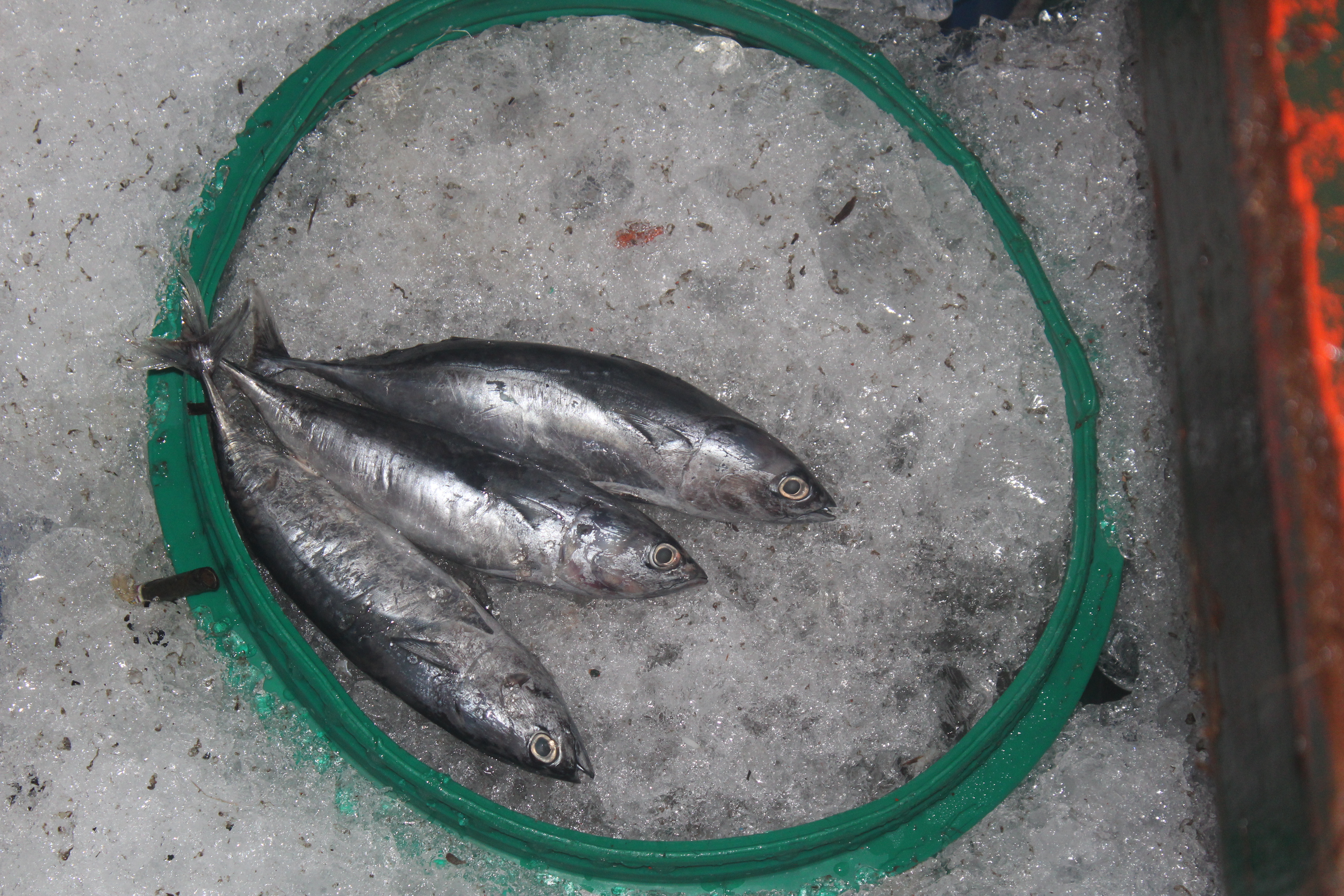 ตรวจสอบเรือและสินค้านำเข้าจากประเทศ MYANMAR..คลิก