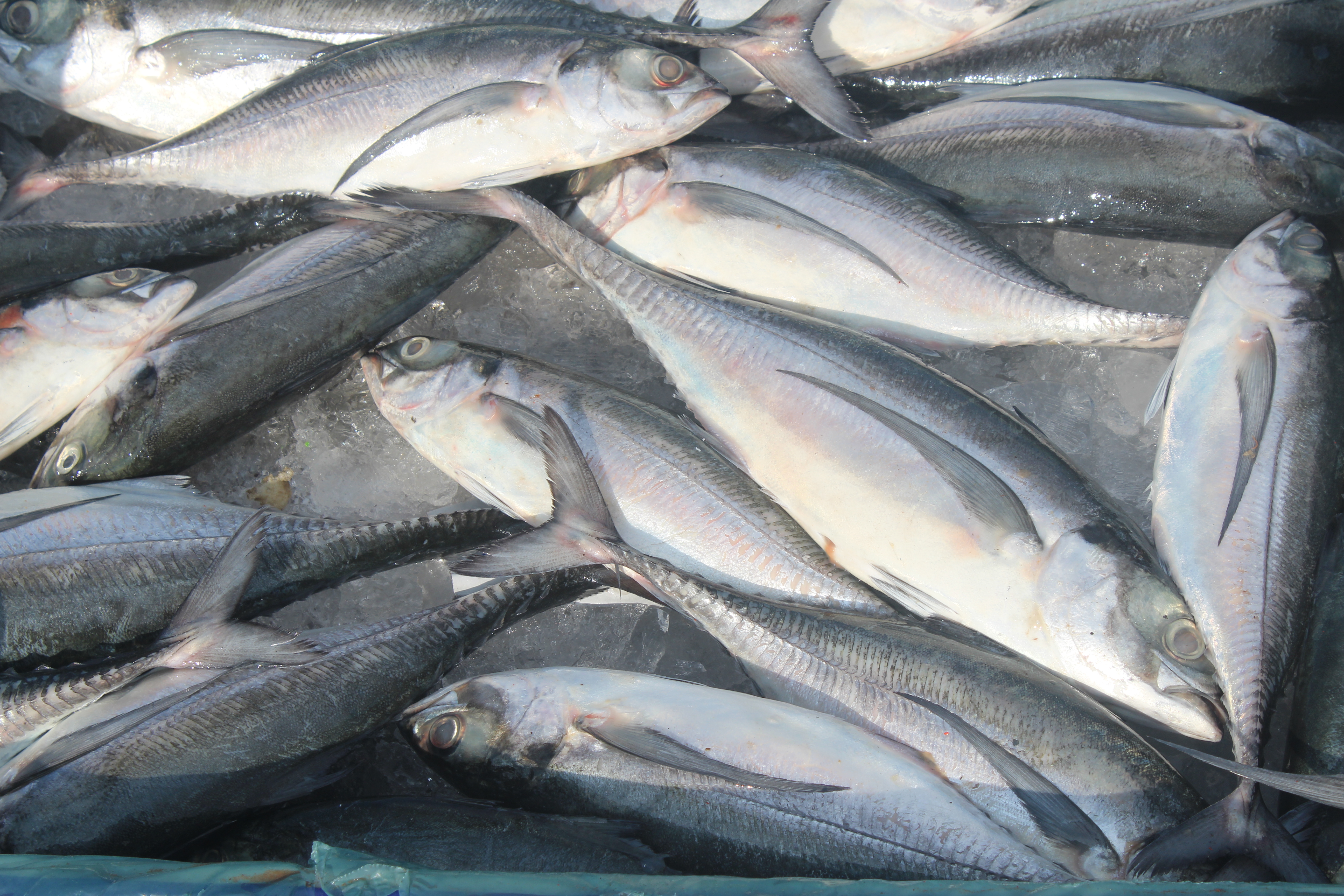 ตรวจสอบเรือและสินค้านำเข้าจากประเทศ MYANMAR..คลิก