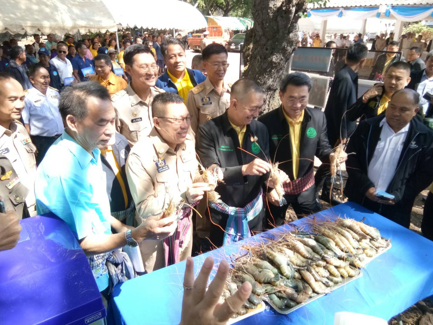 สำนักงานประมงจังหวัดศรีสะเกษ ร่วมกิจกรรมปล่อยพันธุ์กุ้งก้ามกรามบริเวณอ่างเก็บน้ำเขื่อนอุบลรัตน์..คลิก