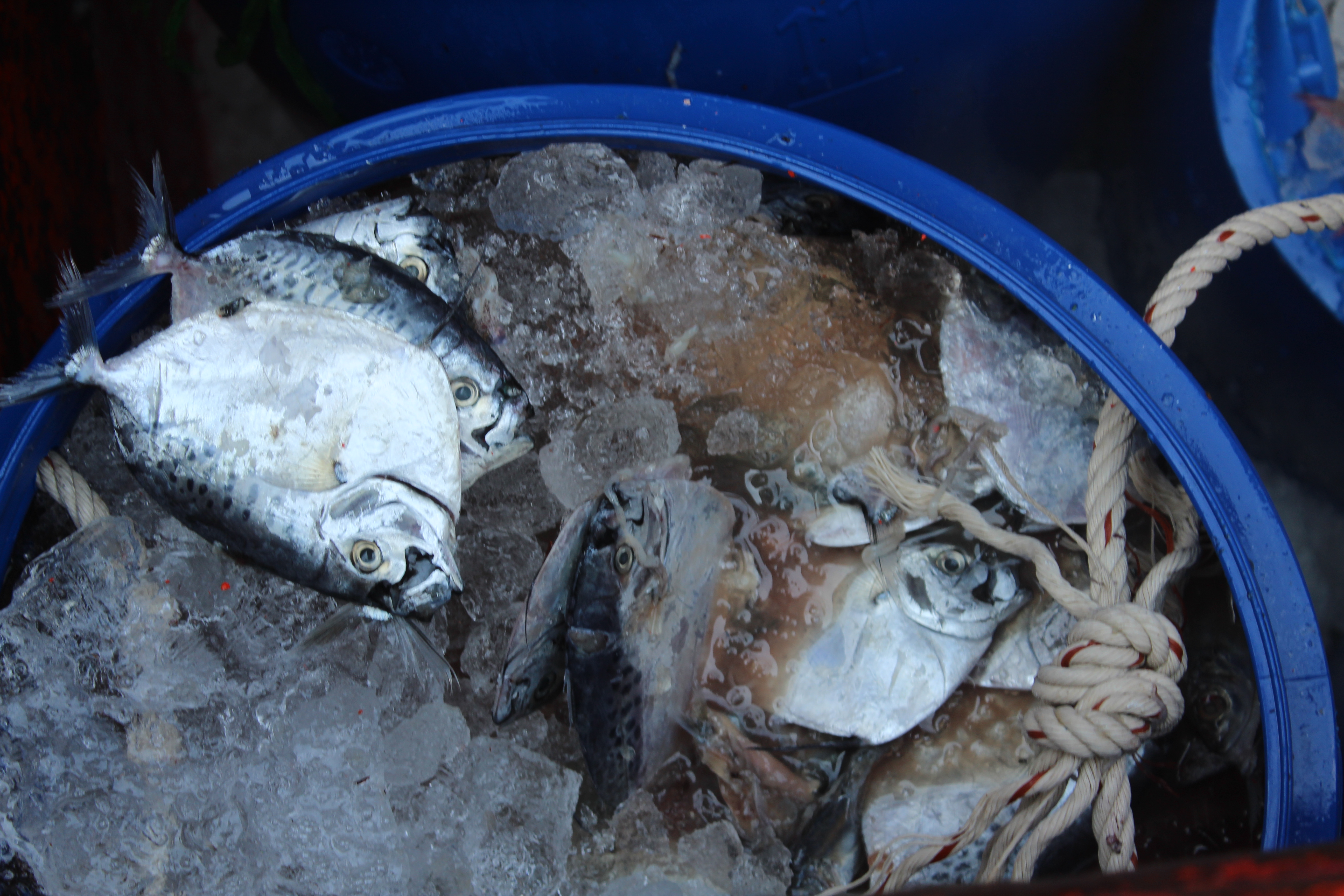 ตรวจสอบเรือและสินค้านำเข้าจากประเทศ MYANMAR..คลิก