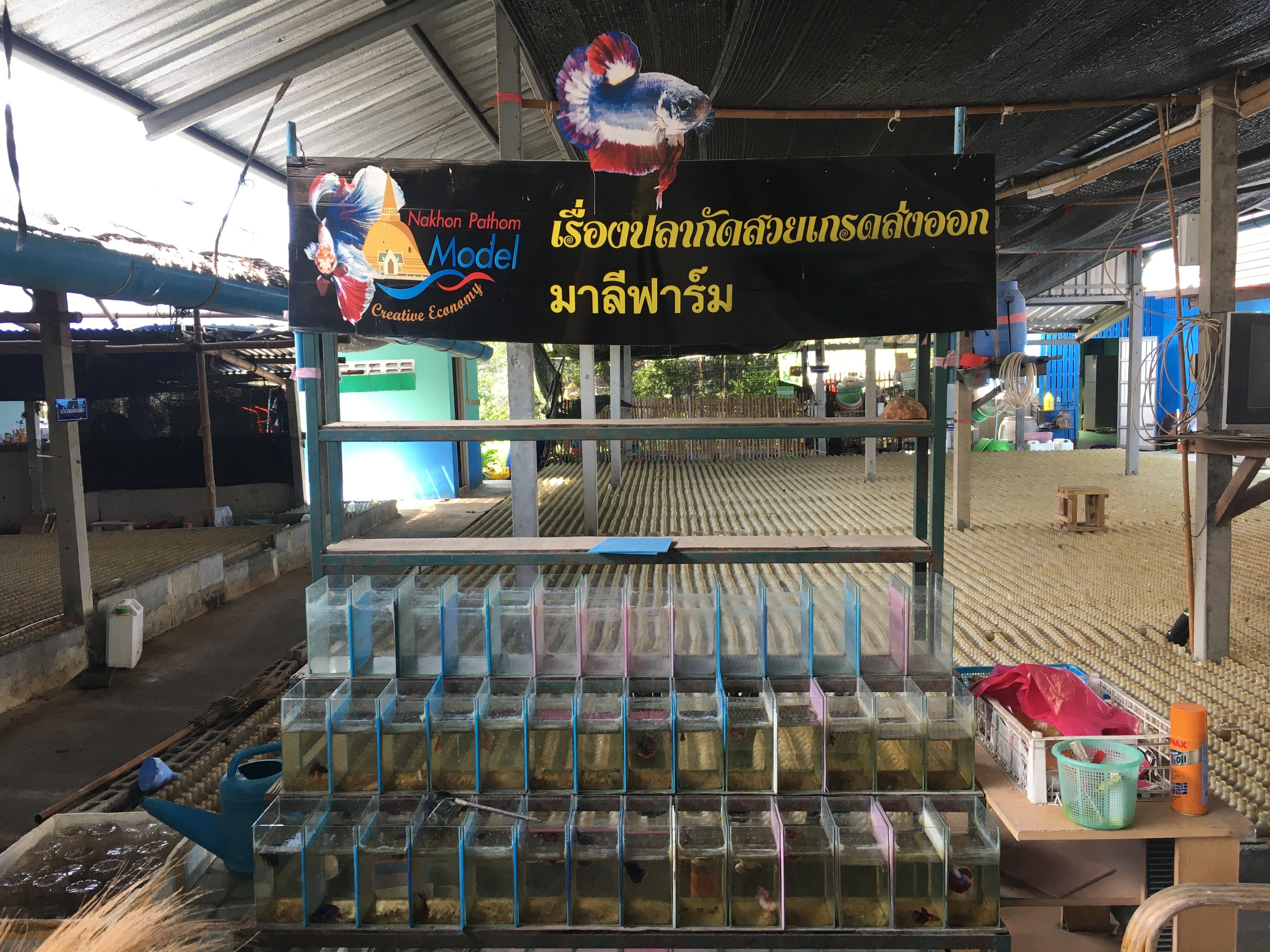 เข้าตรวจประเมินรับรองมาตรฐานการจัดการฟาร์มเพาะเลี้ยงสัตว์น้ำสวยงาม (GAP) : มาลีฟาร์ม..คลิก