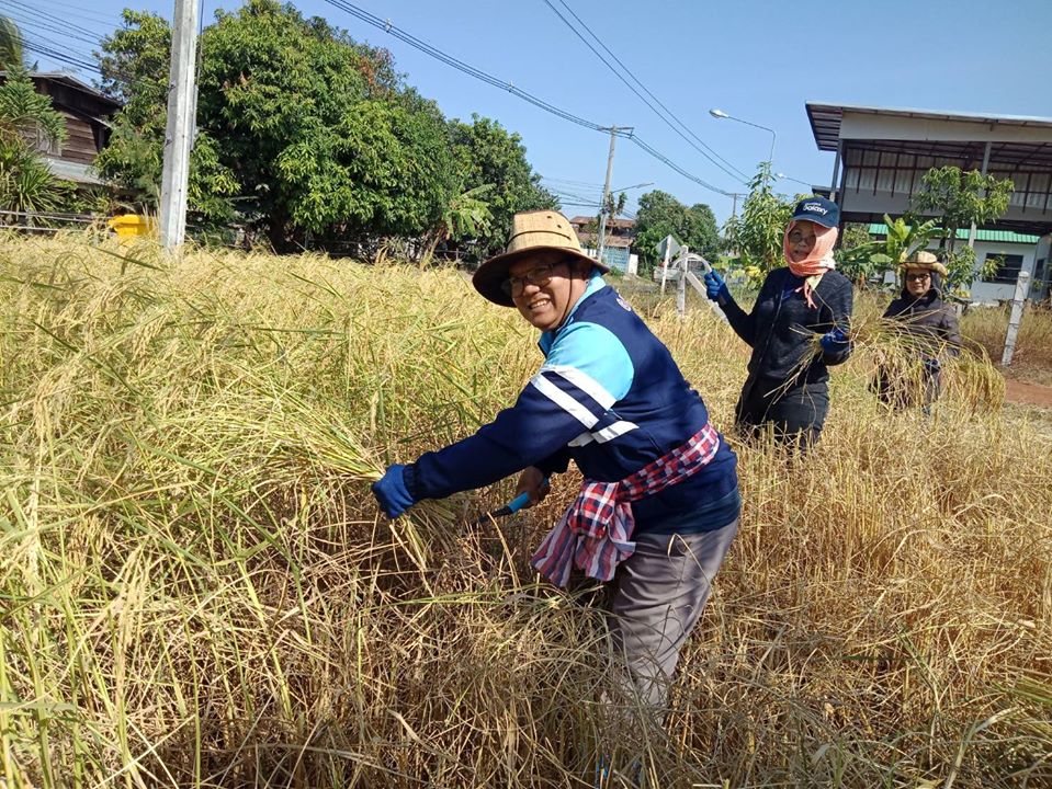 ลงแขกเกี่ยวข้าว สร้างความสมัครสมานสามัคคี ความมีน้ำใจช่วยเหลือซึ่งกันและกัน ณ บริเวณสำนักงานประมงจังหวัดอำนาจเจริญ..คลิก