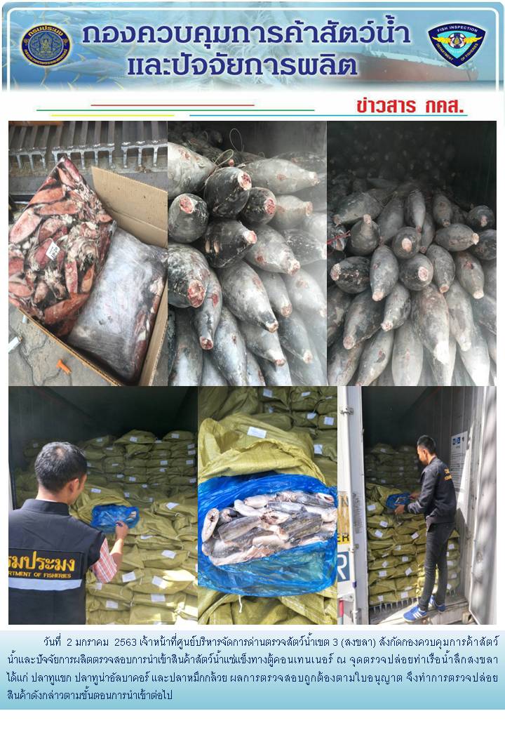 เจ้าหน้าที่ศูนย์บริหารจัดการด่านตรวจสัตว์น้ำเขต 3 (สงขลา) สังกัดกองควบคุมการค้าสัตว์น้ำและปัจจัยการผลิต ตรวจสอบการนำเข้าสินค้าสัตว์น้ำประเภทตู้คอนเทนเนอร์ ณ จุดตรวจปล่อยท่าเรือน้ำลึกสงขลา..คลิก