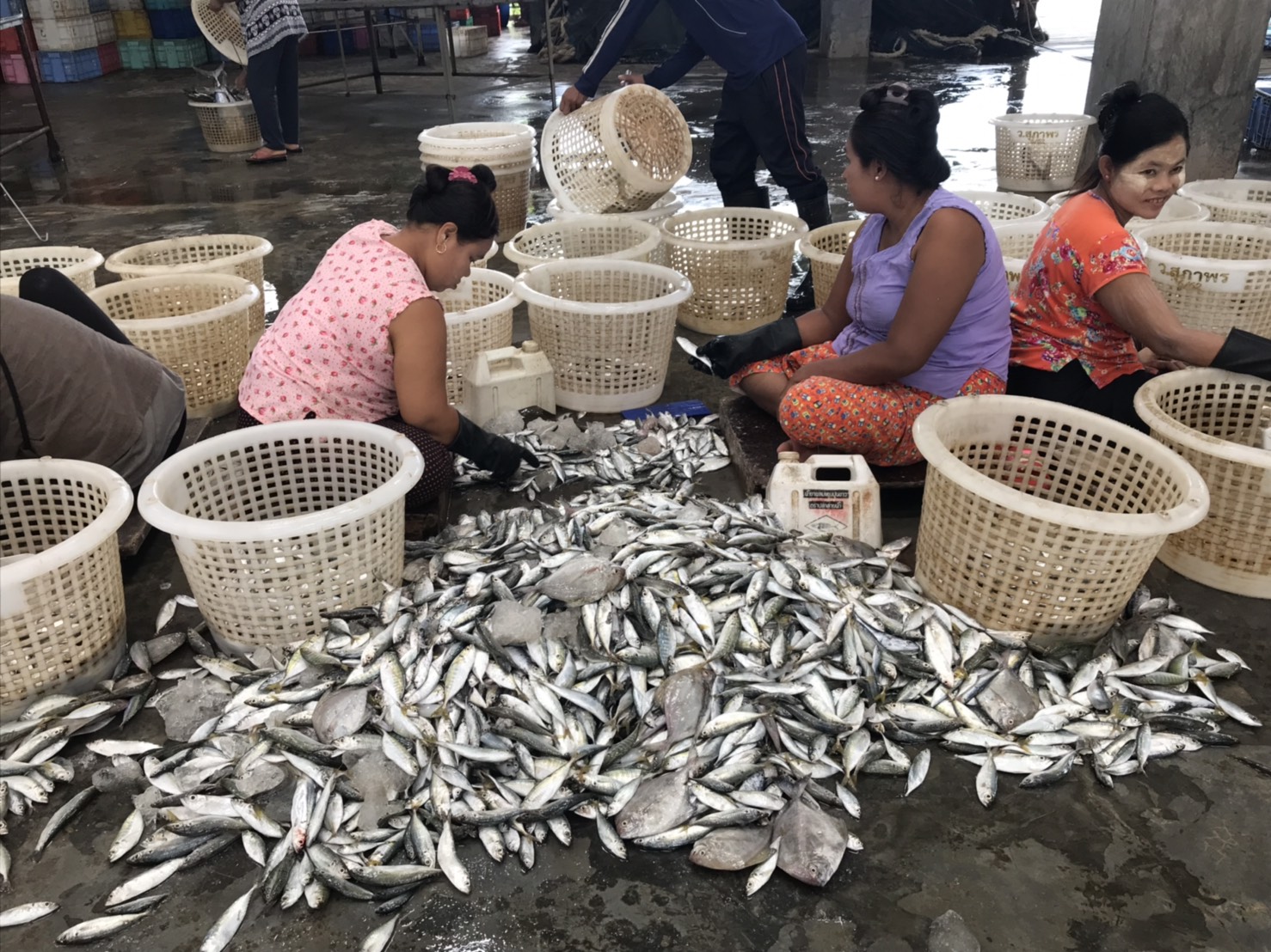 เมื่อวันที่ 18-19 ธันวาคม พ.ศ. 2562 เจ้าหน้าที่ศูนย์วิจัยและพัฒนาประมงอ่าวไทยตอนล่าง (สงขลา)  เก็บรวบรวมสภาวะการประมงจากเรือประมงอวนล้อมซั้ง ที่แพปลาเอกชน อ.ขนอม จ.นครศรีธรรมราช ..คลิก