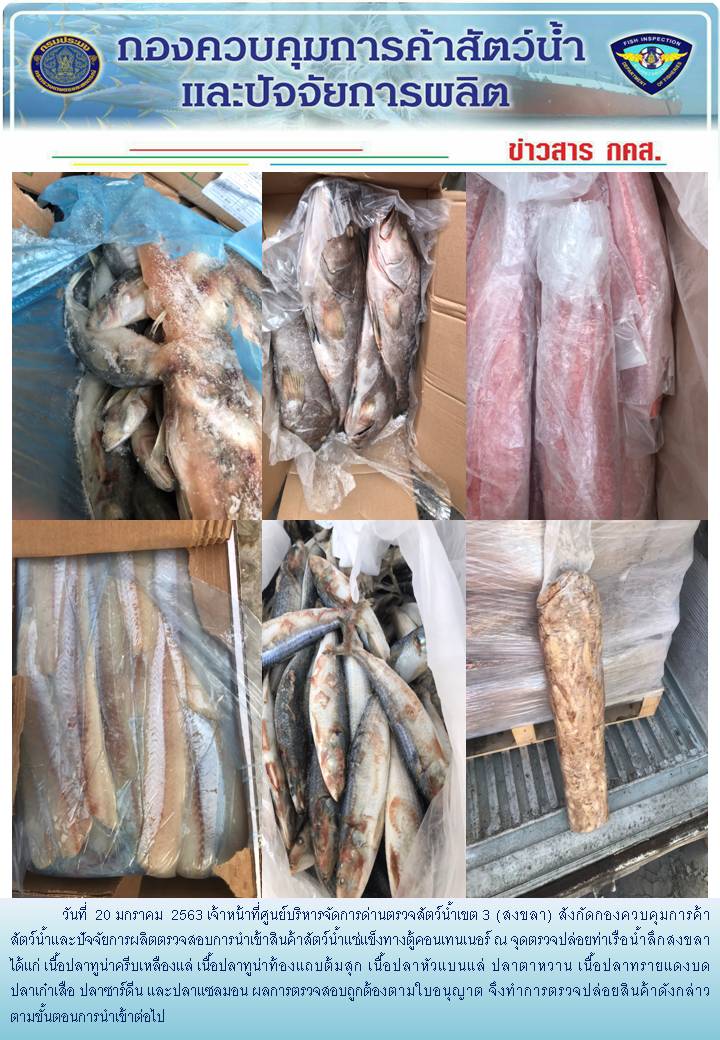 เจ้าหน้าที่ศูนย์บริหารจัดการด่านตรวจสัตว์น้ำเขต 3 (สงขลา) สังกัดกองควบคุมการค้าสัตว์น้ำและปัจจัยการผลิต ตรวจสอบการนำเข้าสินค้าสัตว์น้ำประเภทตู้คอนเทนเนอร์ ณ จุดตรวจปล่อยท่าเรือน้ำลึกสงขลา..คลิก