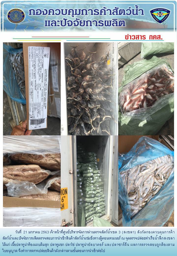 เจ้าหน้าที่ศูนย์บริหารจัดการด่านตรวจสัตว์น้ำเขต 3 (สงขลา) สังกัดกองควบคุมการค้าสัตว์น้ำและปัจจัยการผลิต ตรวจสอบการนำเข้าสินค้าสัตว์น้ำประเภทตู้คอนเทนเนอร์ ณ จุดตรวจปล่อยท่าเรือน้ำลึกสงขลา..คลิก