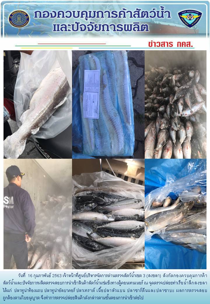 เจ้าหน้าที่ศูนย์บริหารจัดการด่านตรวจสัตว์น้ำเขต 3 (สงขลา) สังกัดกองควบคุมการค้าสัตว์น้ำและปัจจัยการผลิต ตรวจสอบการนำเข้าสินค้าสัตว์น้ำประเภทตู้คอนเทนเนอร์ ณ จุดตรวจปล่อยท่าเรือน้ำลึกสงขลา..คลิก