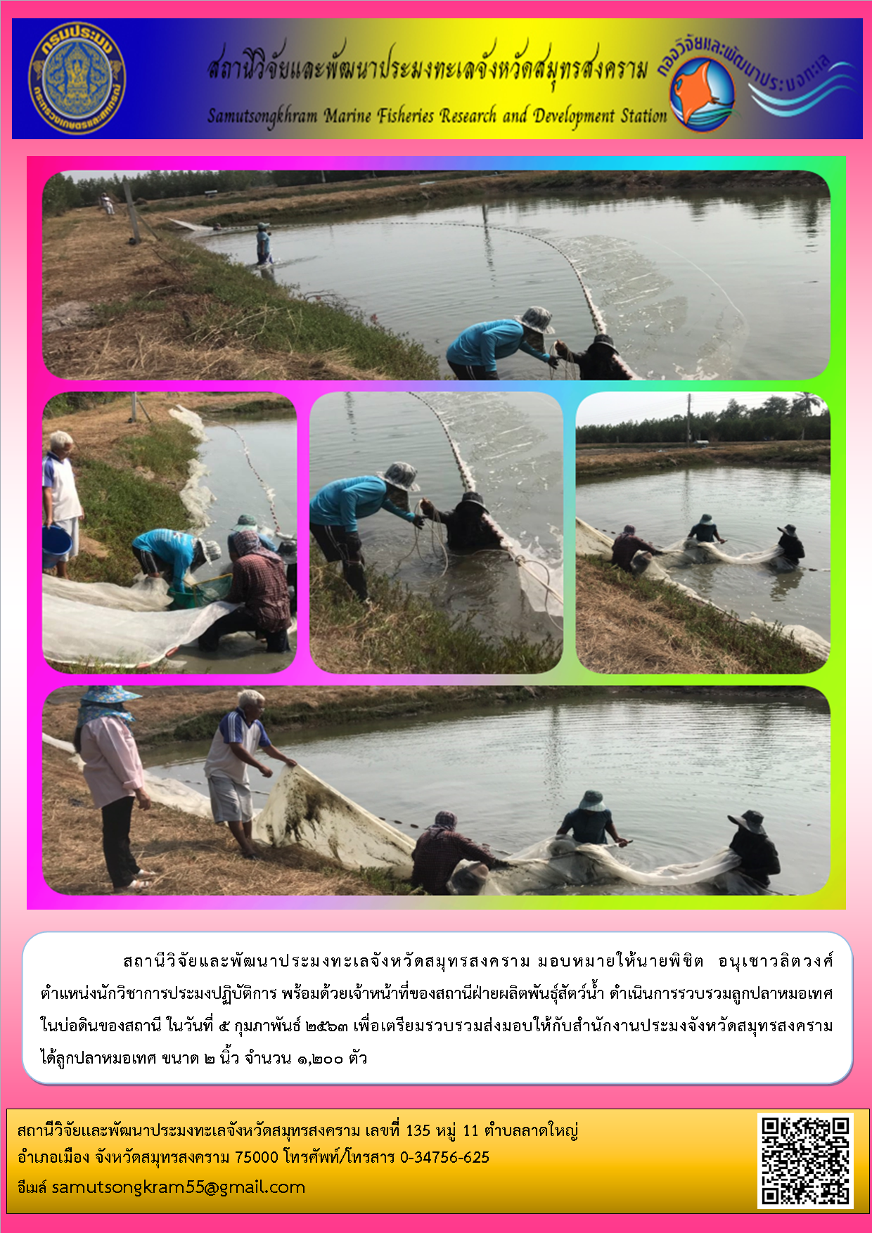 สถานีวิจัยและพัฒนาประมงทะเลจังหวัดสมุทรสงคราม ดำเนินการรวบร่วมลูกปลาหมอเทศในบ่อดินของสถานี ในวันที่ 5 กุมภาพันธ์ 2563..คลิก