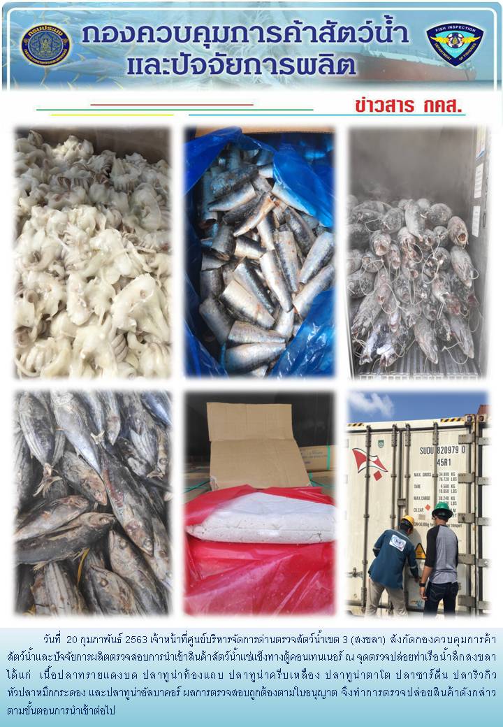 เจ้าหน้าที่ศูนย์บริหารจัดการด่านตรวจสัตว์น้ำเขต 3 (สงขลา) สังกัดกองควบคุมการค้าสัตว์น้ำและปัจจัยการผลิต ตรวจสอบการนำเข้าสินค้าสัตว์น้ำประเภทตู้คอนเทนเนอร์ ณ จุดตรวจปล่อยท่าเรือน้ำลึกสงขลา..คลิก