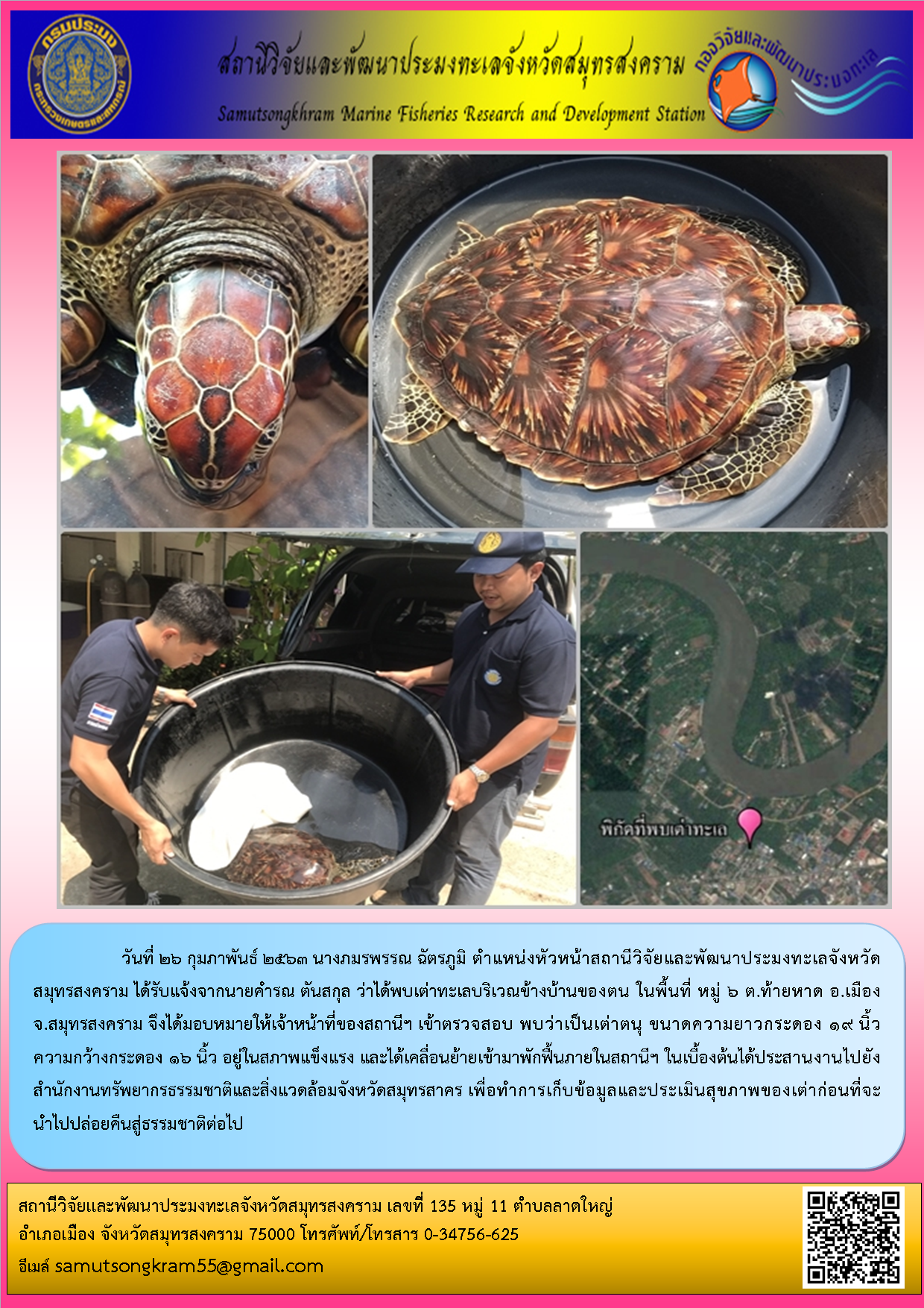 วันที่ 26 กุมภาพันธ์ 2563 นางภมรพรรณ ฉัตรภูมิ ตำแหน่งหัวหน้าสถานีวิจัยและพัฒนาประมงทะเลจังหวัดสมุทรสงคราม ได้รับแจ้งจากนายคำรณ ตันสกุล ว่าได้พบเต่าทะเลบริเวณข้างบ้านของตน ในพื้นที่ หมู่ 6 ต.ท้ายหาด อ.เมือง  จ.สมุทรสงคราม จึงได้มอบหมายเจ้าหน้าที่เข้าตรวจสอบ..คลิก