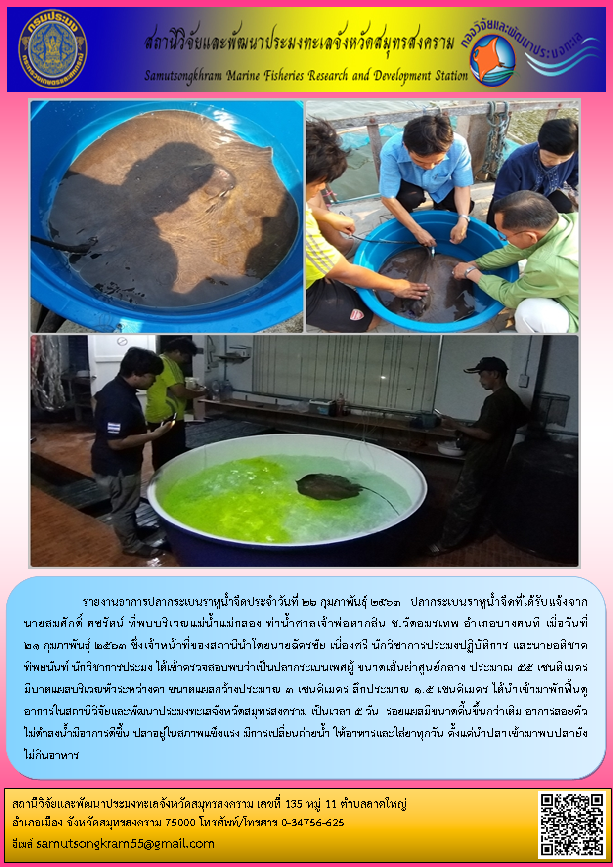 รายงานอาการปลากระเบนราหูน้ำจืดประจำวันที่ 26 กุมภาพันธุ์ 2563   ปลากระเบนราหูน้ำจืดที่ได้รับแจ้งจากนายสมศักดิ์ คชรัตน์ ที่พบบริเวณแม่น้ำแม่กลอง ท่าน้ำศาลเจ้าพ่อตากสิน ซ.วัดอมรเทพ อำเภอบางคนที เมื่อวันที่  21 กุมภาพันธุ์ 2563..คลิก