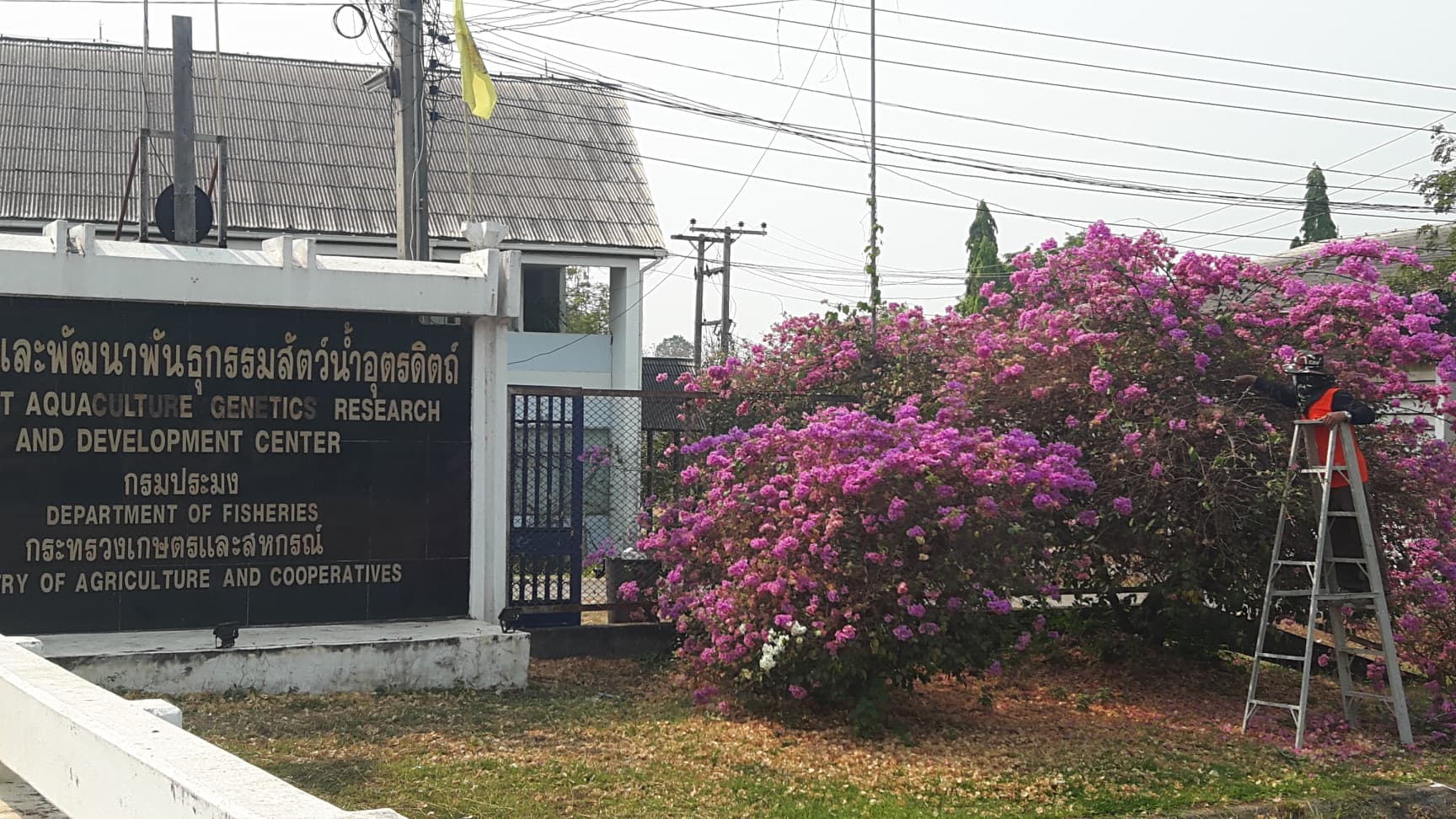 ปรับปรุงพัฒนาภูมิทัศน์ในบริเวณศูนย์ฯ..คลิก