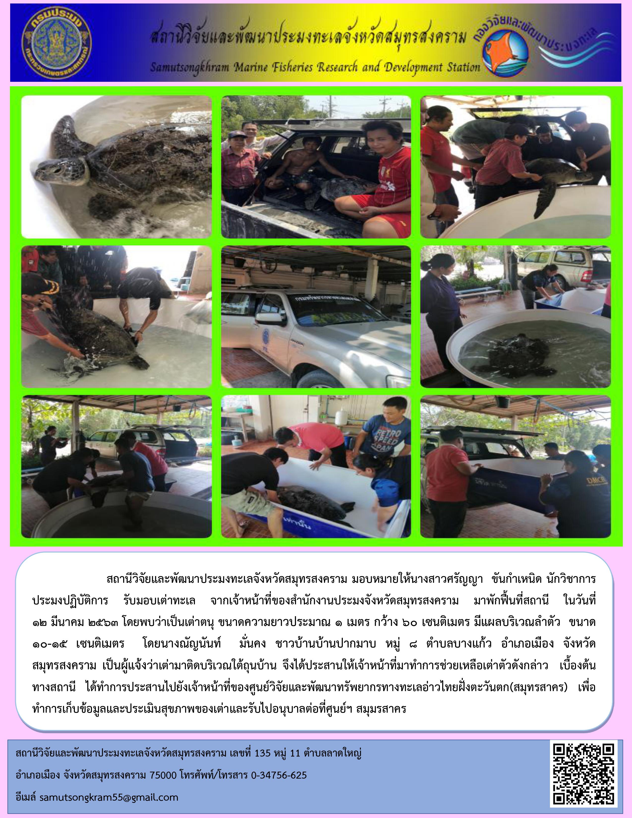 สถานีวิจัยและพัฒนาประมงทะเลจังหวัดสมุทรสงคราม  รับมอบเต่าทะเลที่พลัดหลงเข้ามาในแม่น้ำแม่กลองจากเจ้าหน้าที่ของสำนักงานประมงจังหวัดสมุทรสงคราม  มาพักฟื้นที่สถานี ก่อนส่งมอบให้ศูนย์วิจัยและพัฒนาทรัพยากรทางทะเลอ่าวไทยฝั่งตะวันตก(สมุทรสาคร) รับดูแลต่อไป..คลิก