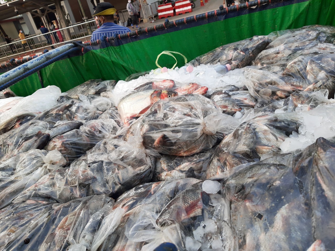 ตรวจสินค้าประมงที่นำเข้า ส่งออก ทางด่านพรมแดนถาวรคลองลึก..คลิก