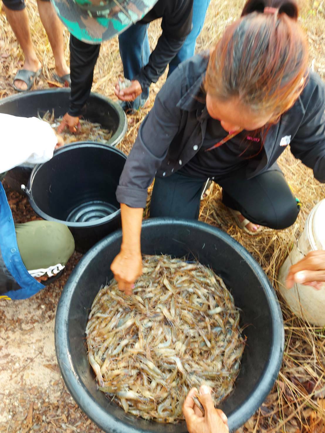 ดำเนินการสุ่มชั่งวัดกุ้งก้ามกราม โครงการสร้างรายได้จากอาชีพประมงในแหล่งน้ำชุมชน..คลิก