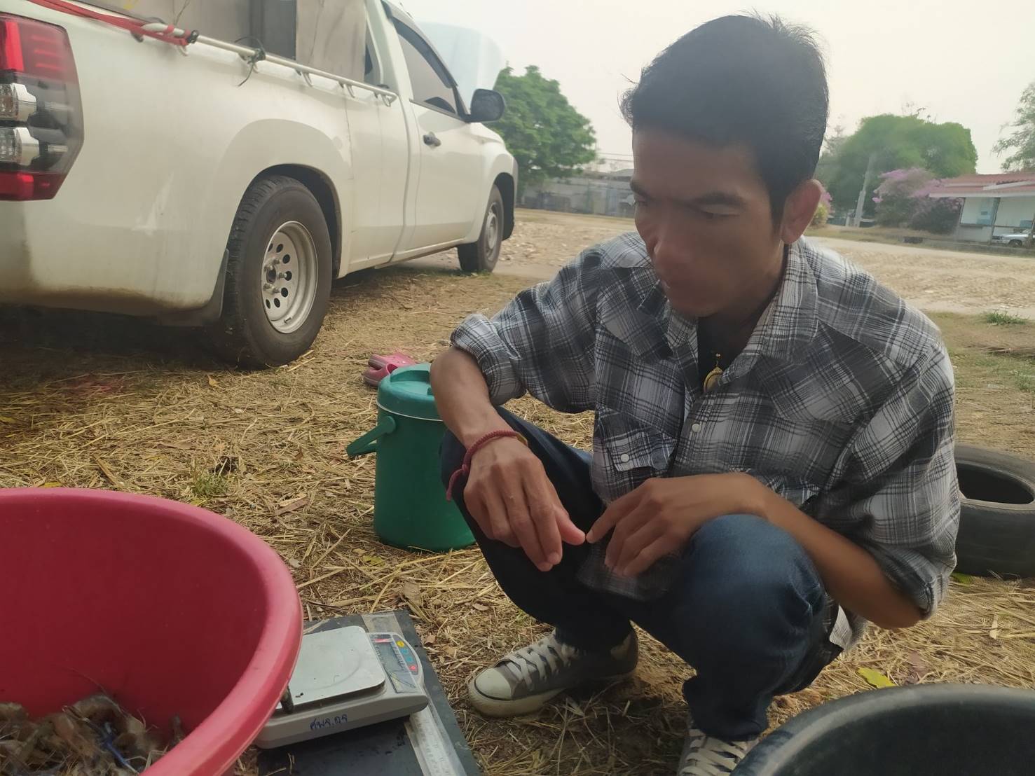 ดำเนินการสุ่มชั่งวัดกุ้งก้ามกราม โครงการสร้างรายได้จากอาชีพประมงในแหล่งน้ำชุมชน