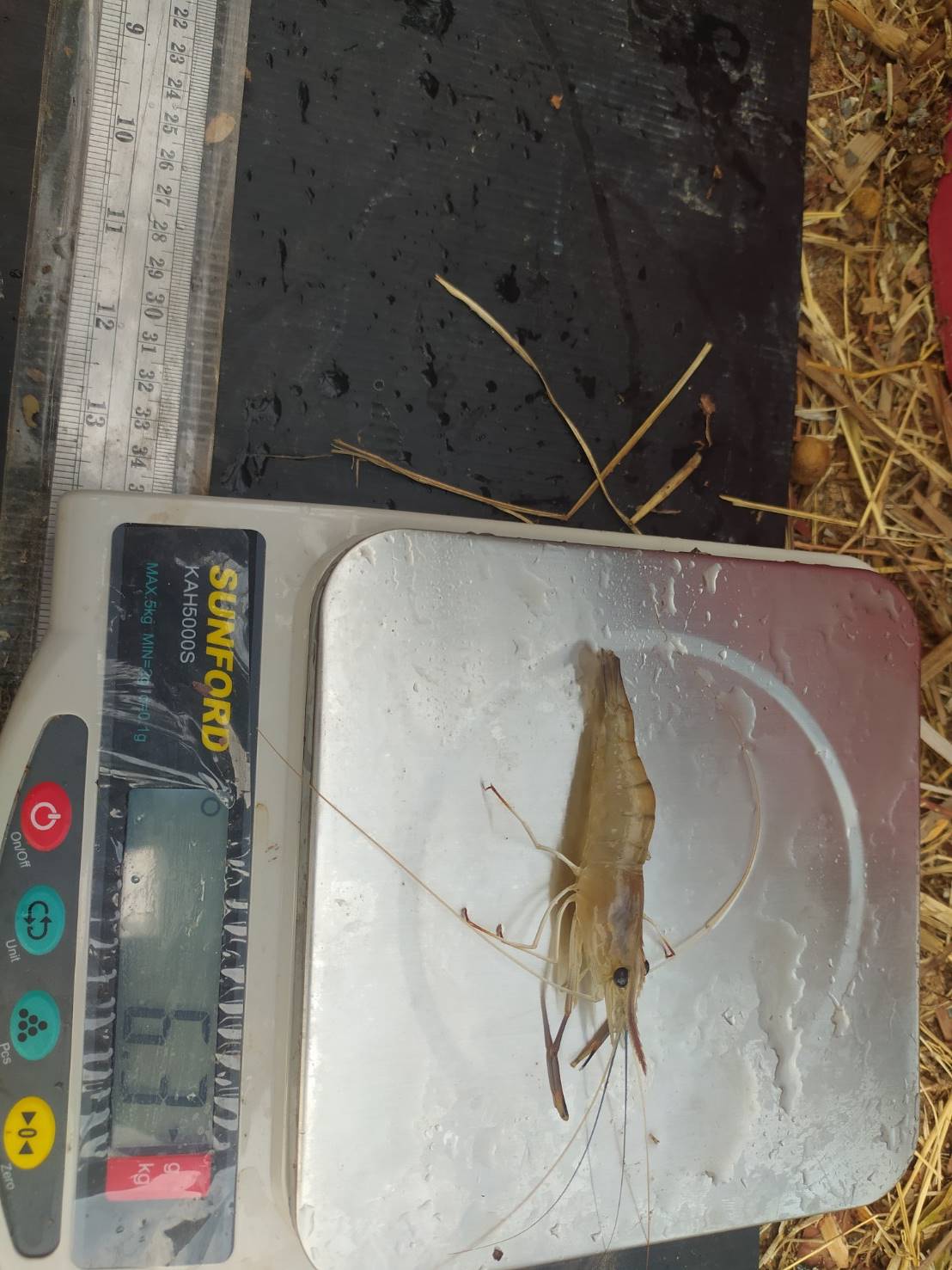 ดำเนินการสุ่มชั่งวัดกุ้งก้ามกราม โครงการสร้างรายได้จากอาชีพประมงในแหล่งน้ำชุมชน..คลิก