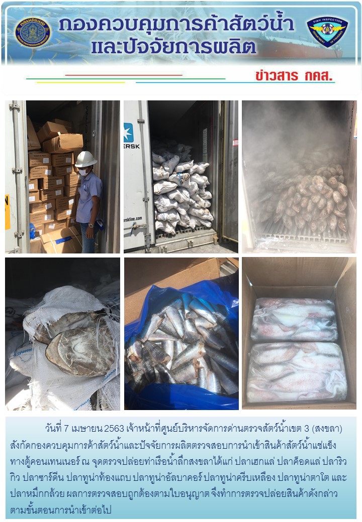 เจ้าหน้าที่ศูนย์บริหารจัดการด่านตรวจสัตว์น้ำเขต 3 (สงขลา) สังกัดกองควบคุมการค้าสัตว์น้ำและปัจจัยการผลิต ตรวจสอบการนำเข้าสินค้าสัตว์น้ำประเภทตู้คอนเทนเนอร์ ณ จุดตรวจปล่อยท่าเรือน้ำลึกสงขลา..คลิก