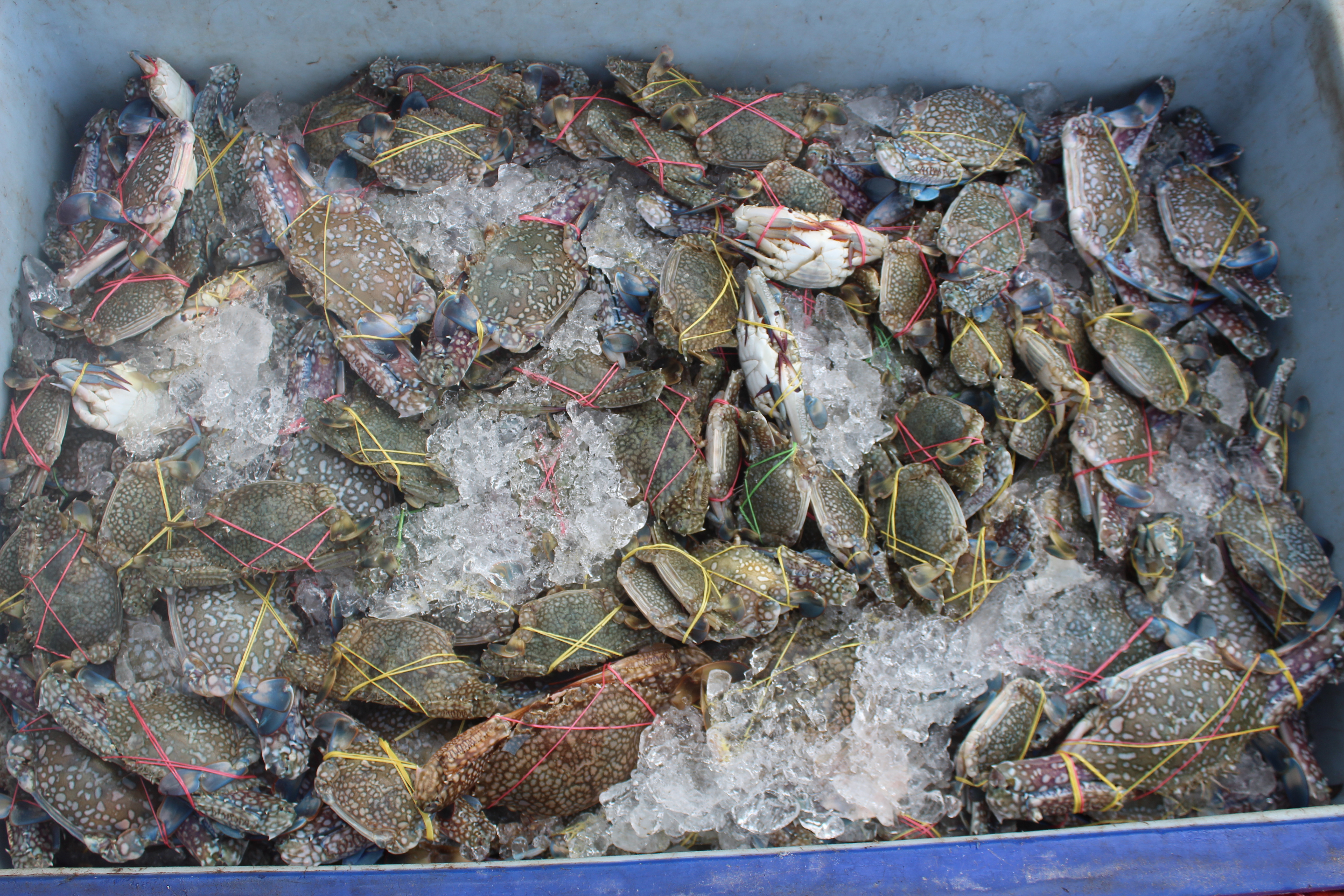 ตรวจสอบเรือและสินค้านำเข้าจากประเทศ MYANMAR..คลิก