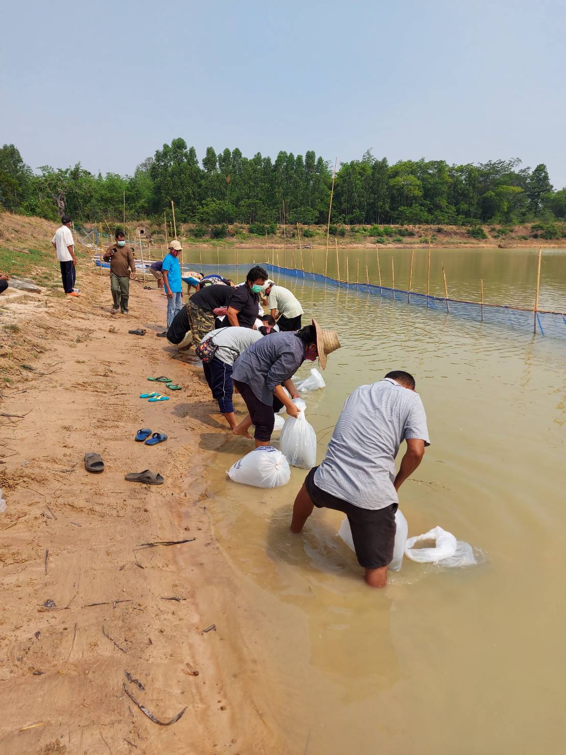 ปล่อยพันธุ์ปลาโครงการธนาคารสินค้าเกษตร กิจกรรมสนับสนุนธนาคารผลผลิตสัตว์น้ำแบบมีส่วนร่วม บ้านผึ้ง ม.4 ต.จานลาน อ.พนา จ.อำนาจเจริญ..คลิก