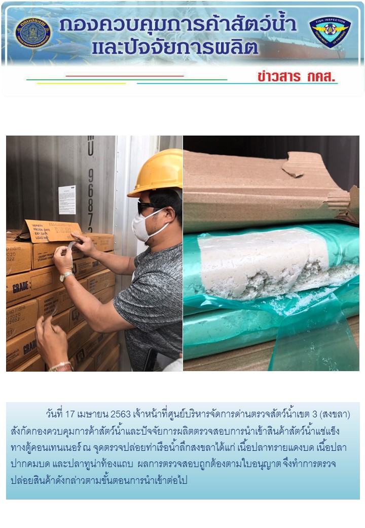 เจ้าหน้าที่ศูนย์บริหารจัดการด่านตรวจสัตว์น้ำเขต 3 (สงขลา) สังกัดกองควบคุมการค้าสัตว์น้ำและปัจจัยการผลิต ตรวจสอบการนำเข้าสินค้าสัตว์น้ำประเภทตู้คอนเทนเนอร์ ณ จุดตรวจปล่อยท่าเรือน้ำลึกสงขลา..คลิก