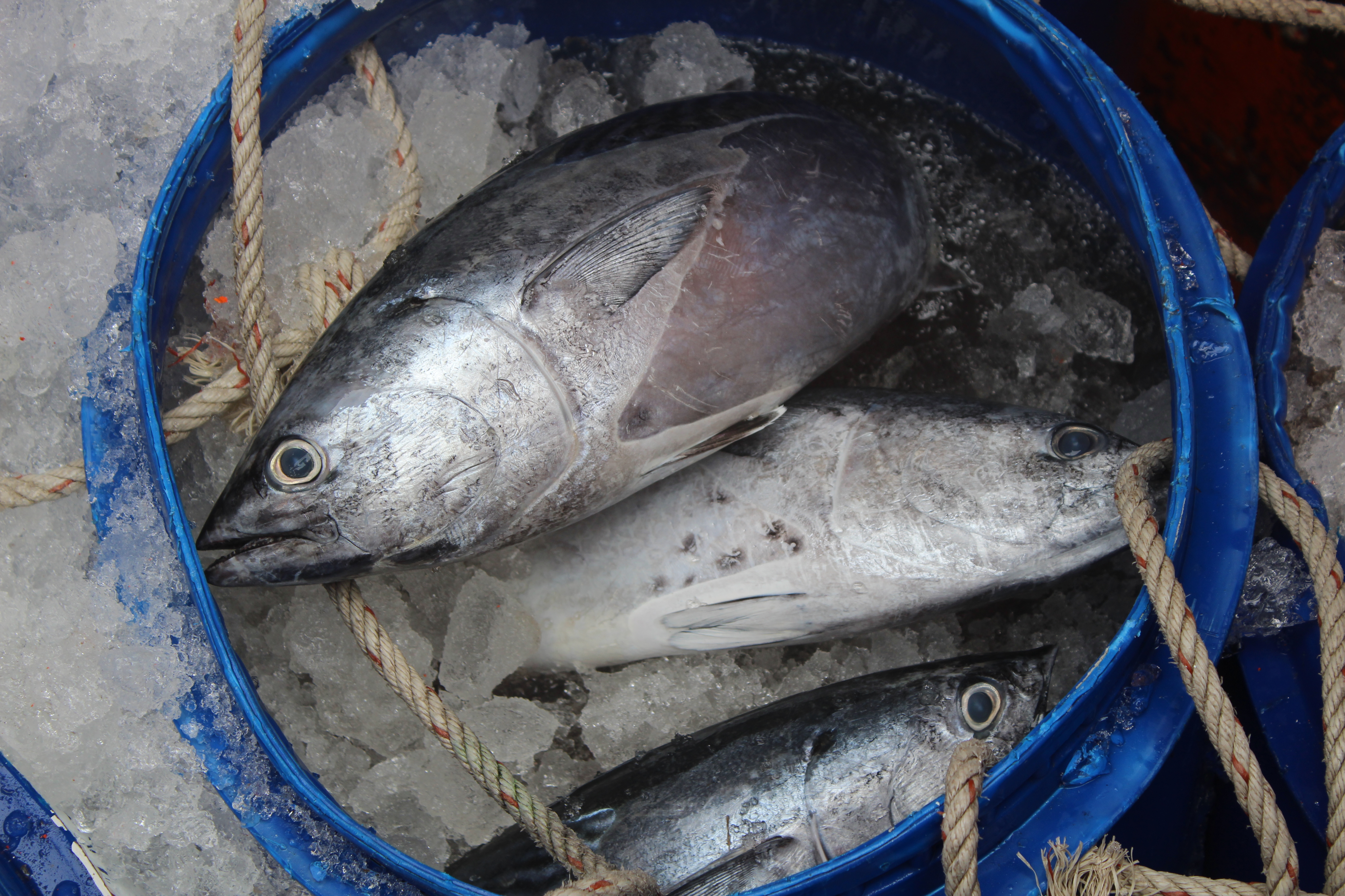 ตรวจสอบเรือและสินค้านำเข้าจากประเทศ MYANMAR..คลิก