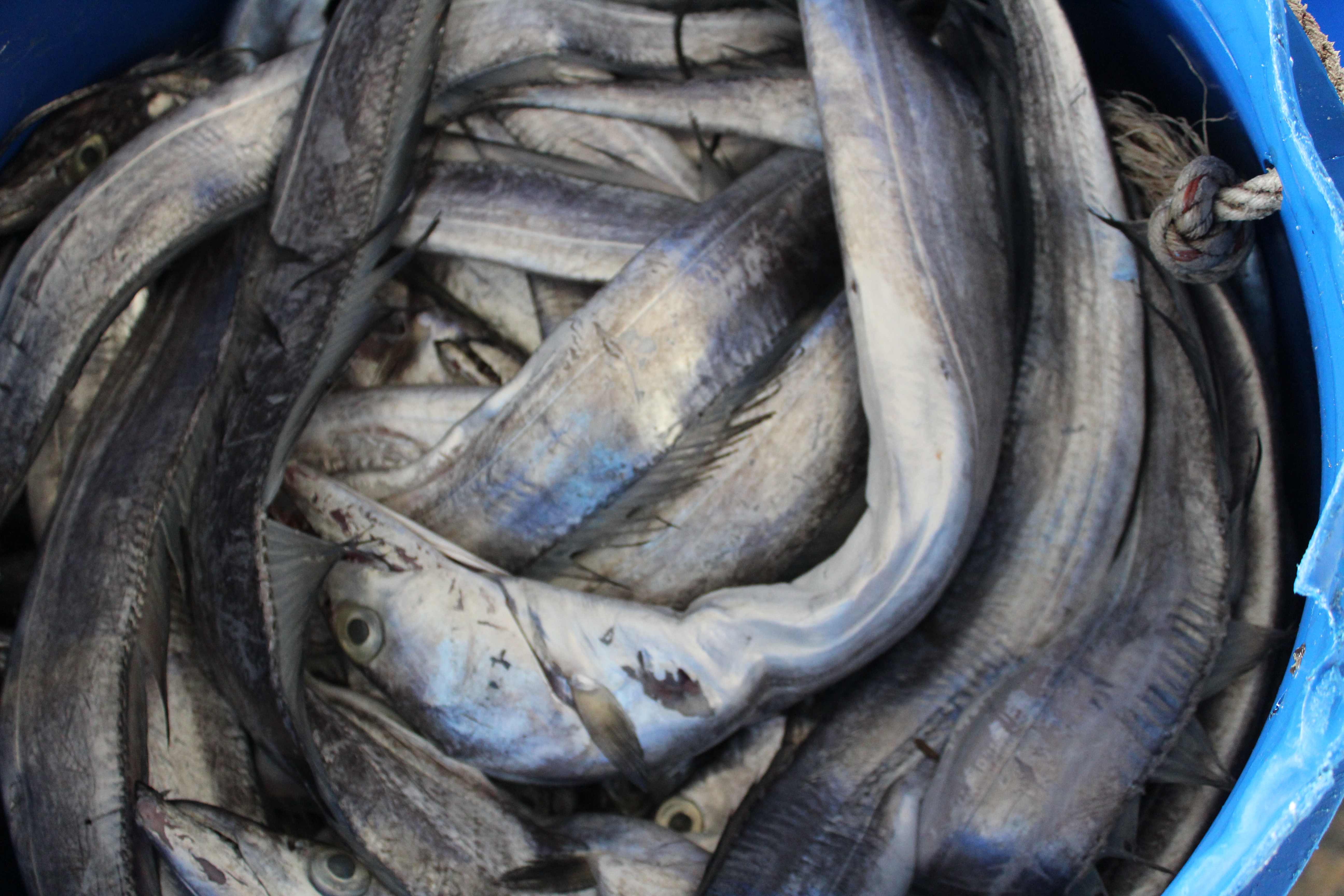 ตรวจสอบเรือและสินค้านำเข้าจากประเทศ MYANMAR..คลิก